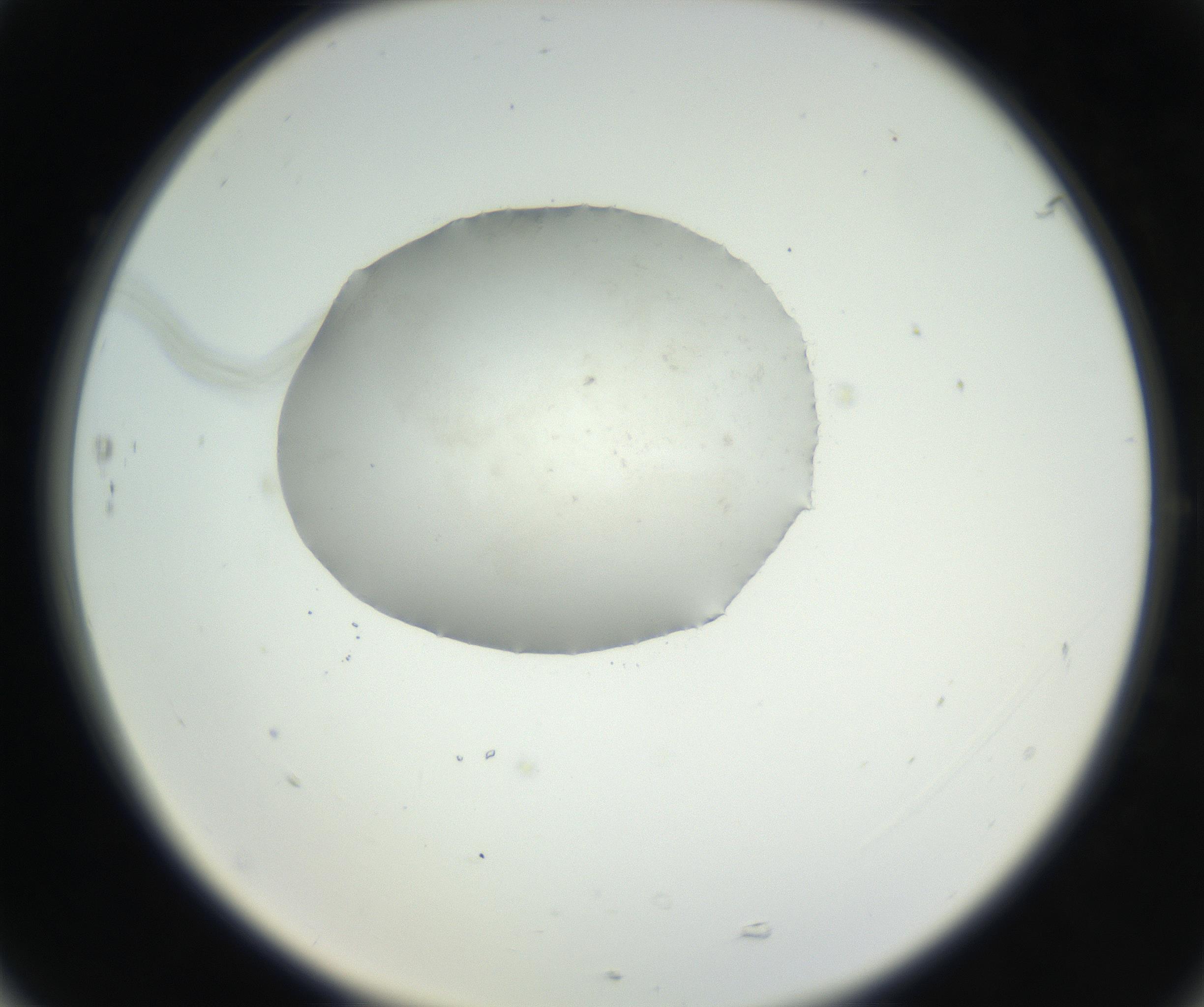RI01_03_000_0212_Proj1_Clon1_MC_0000MC102538_012_160813_05_07_02_00_99_002_001_RAI.jpg