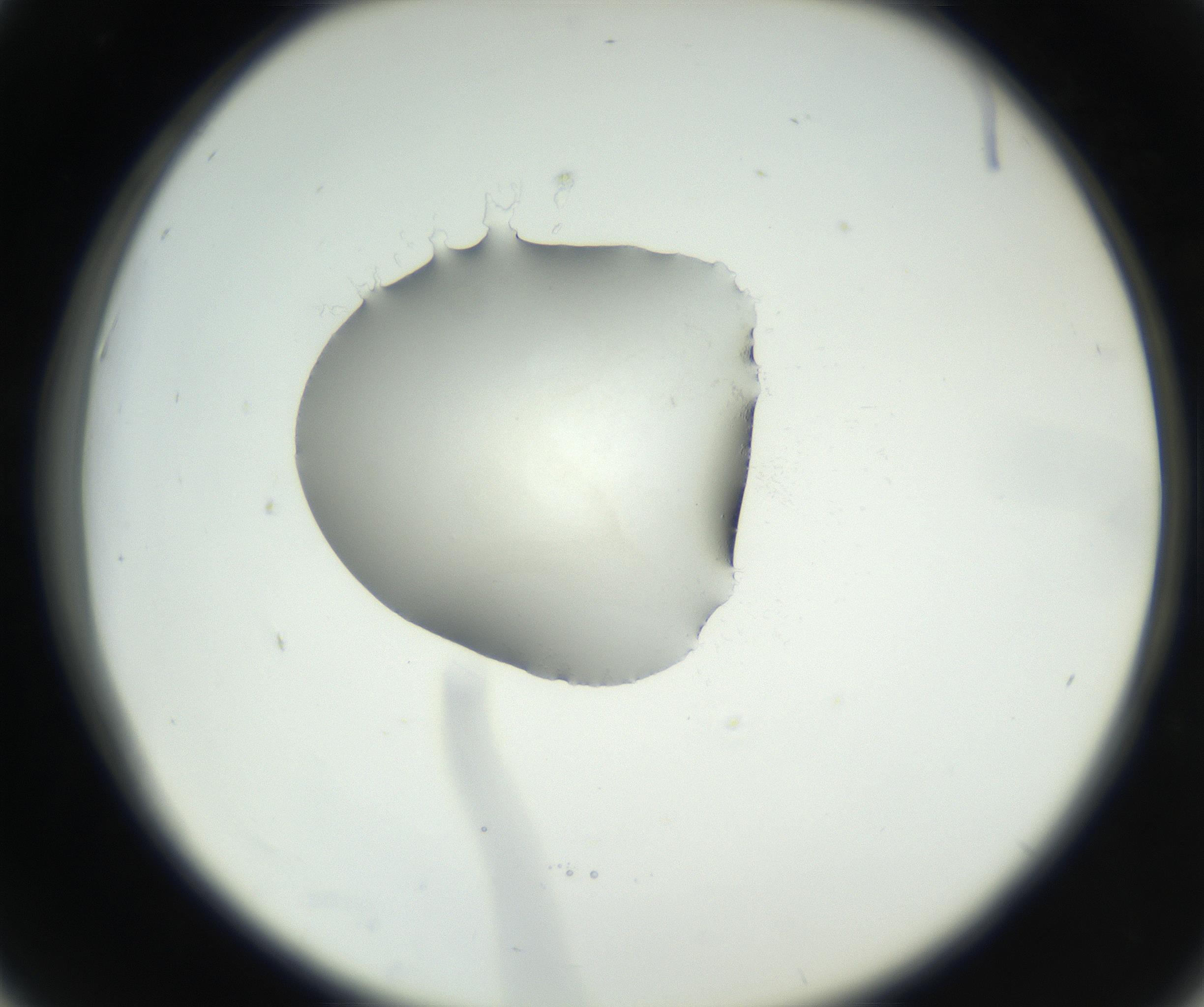 RI01_03_000_0212_Proj1_Clon1_MC_0000MC102538_012_160813_06_04_02_00_99_002_001_RAI.jpg
