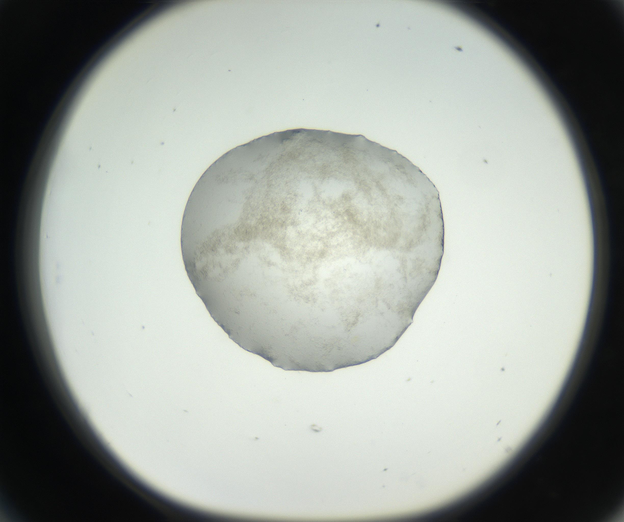 RI01_03_000_0212_Proj1_Clon1_MC_0000MC102538_012_160813_06_05_01_00_99_002_001_RAI.jpg