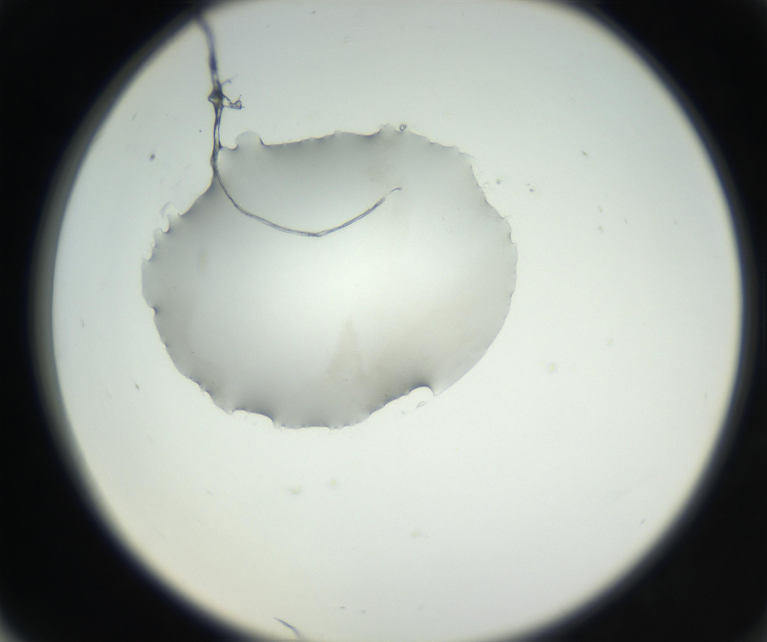RI01_03_000_0212_Proj1_Clon1_MC_0000MC102538_012_160813_06_06_02_00_99_002_001_RAI.jpg