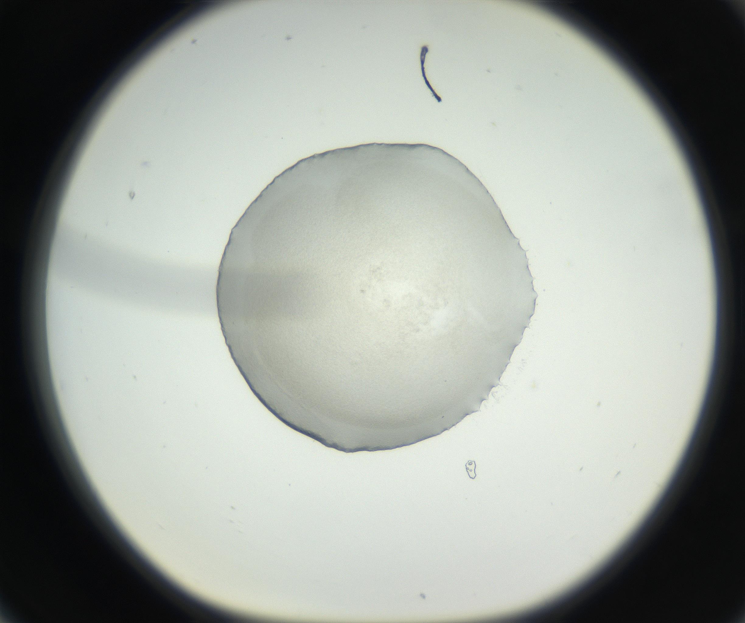 RI01_03_000_0212_Proj1_Clon1_MC_0000MC102538_012_160813_06_07_01_00_99_002_001_RAI.jpg