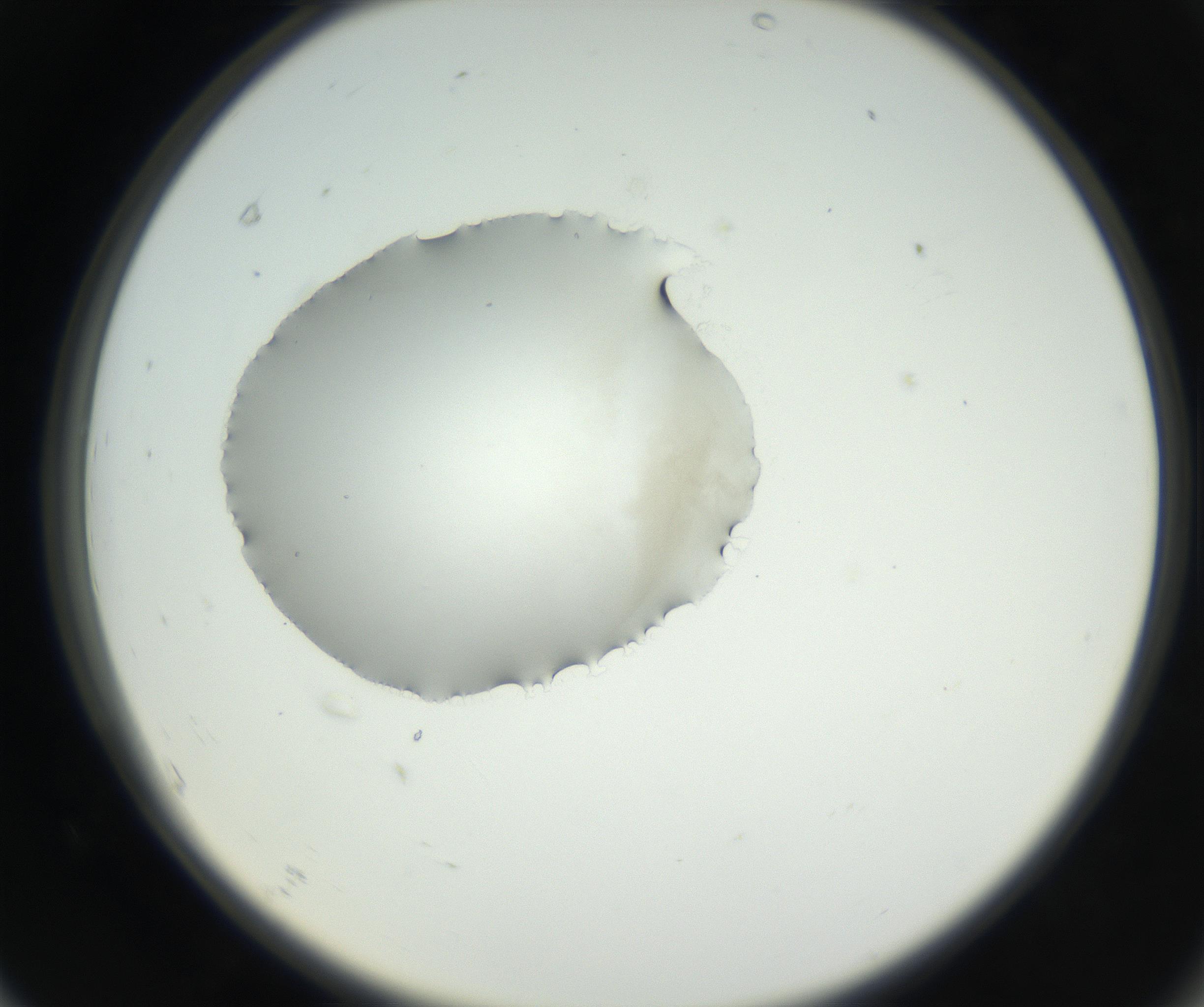 RI01_03_000_0212_Proj1_Clon1_MC_0000MC102538_012_160813_07_06_02_00_99_002_001_RAI.jpg