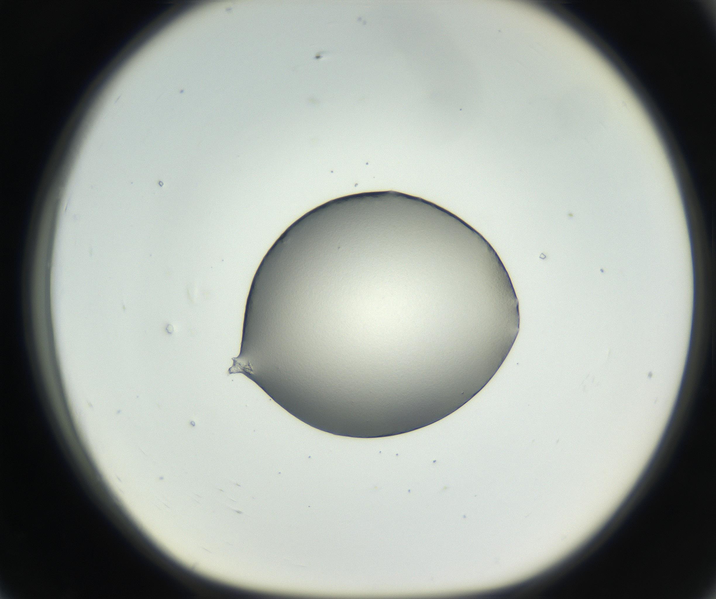 RI01_03_000_0212_Proj1_Clon1_MC_0000MC102538_012_160813_07_07_01_00_99_002_001_RAI.jpg