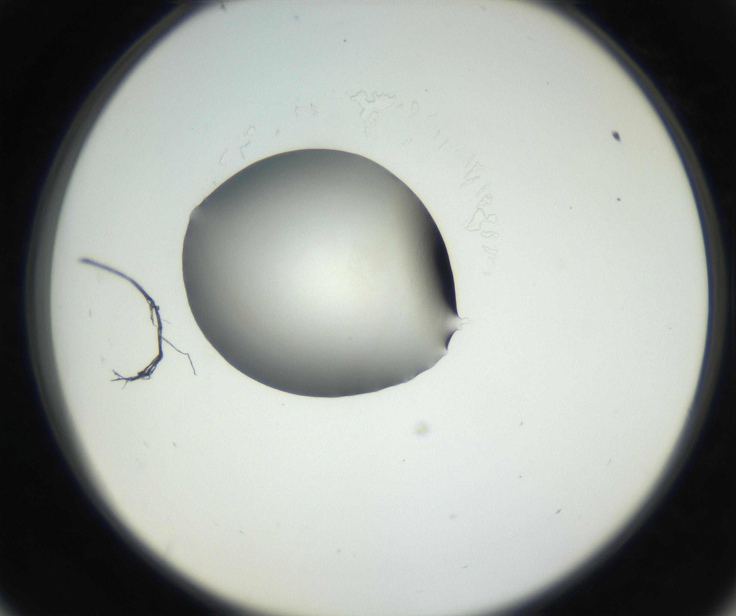 RI01_03_000_0212_Proj1_Clon1_MC_0000MC102538_012_160813_09_05_02_00_99_002_001_RAI.jpg