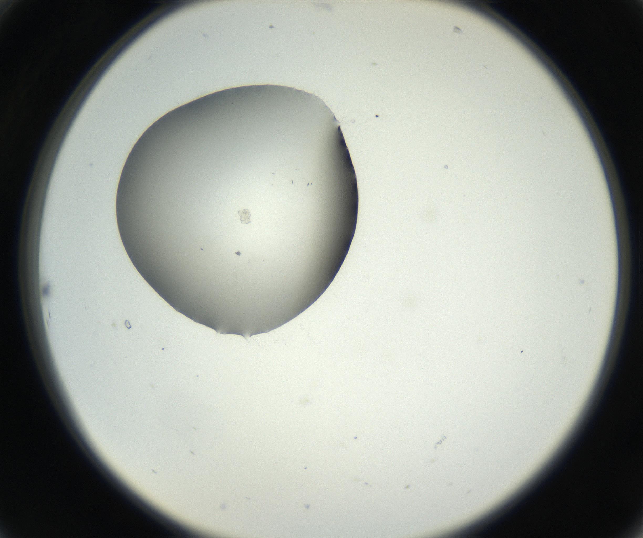RI01_03_000_0212_Proj1_Clon1_MC_0000MC102538_012_160813_10_02_02_00_99_002_001_RAI.jpg