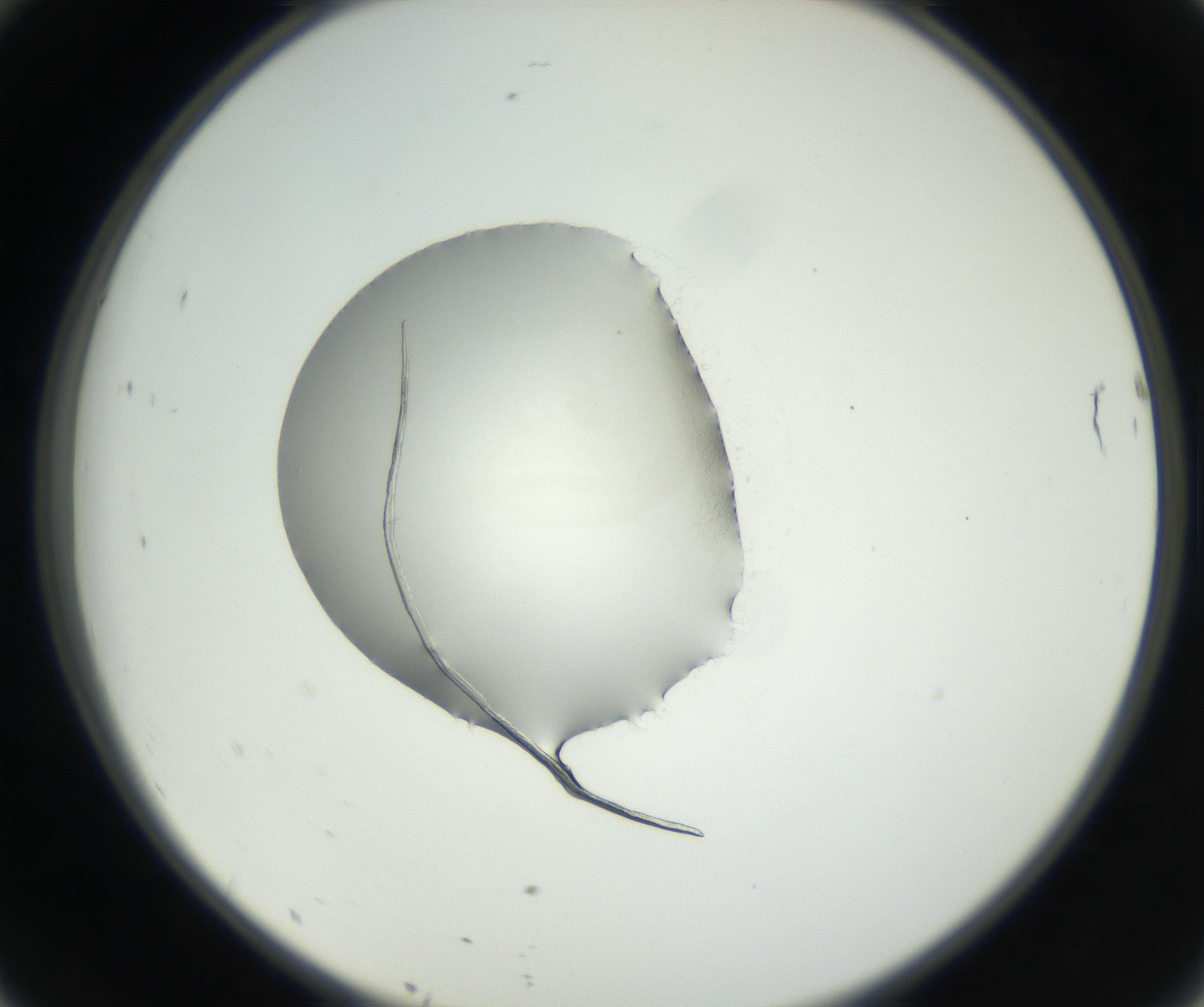 RI01_03_000_0212_Proj1_Clon1_MC_0000MC102538_012_160813_10_04_02_00_99_002_001_RAI.jpg