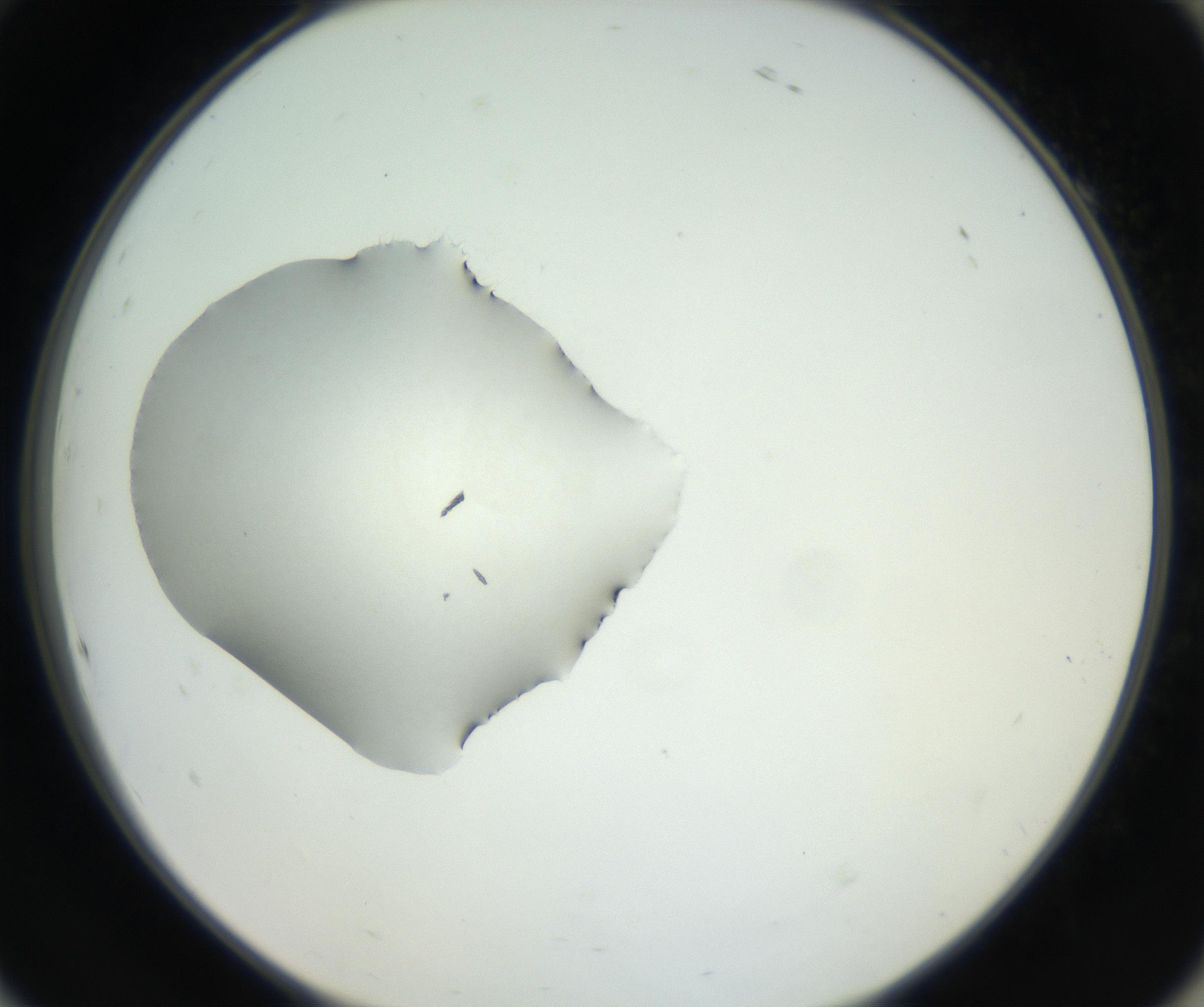 RI01_03_000_0212_Proj1_Clon1_MC_0000MC102538_012_160813_10_08_02_00_99_002_001_RAI.jpg
