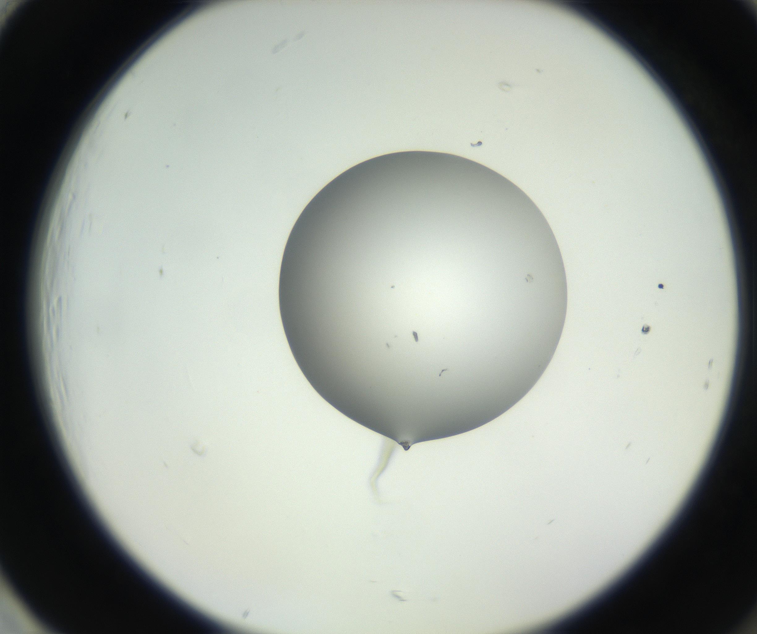 RI01_03_000_0212_Proj1_Clon1_MC_0000MC102603_009_160824_01_08_02_00_99_002_001_RAI.jpg