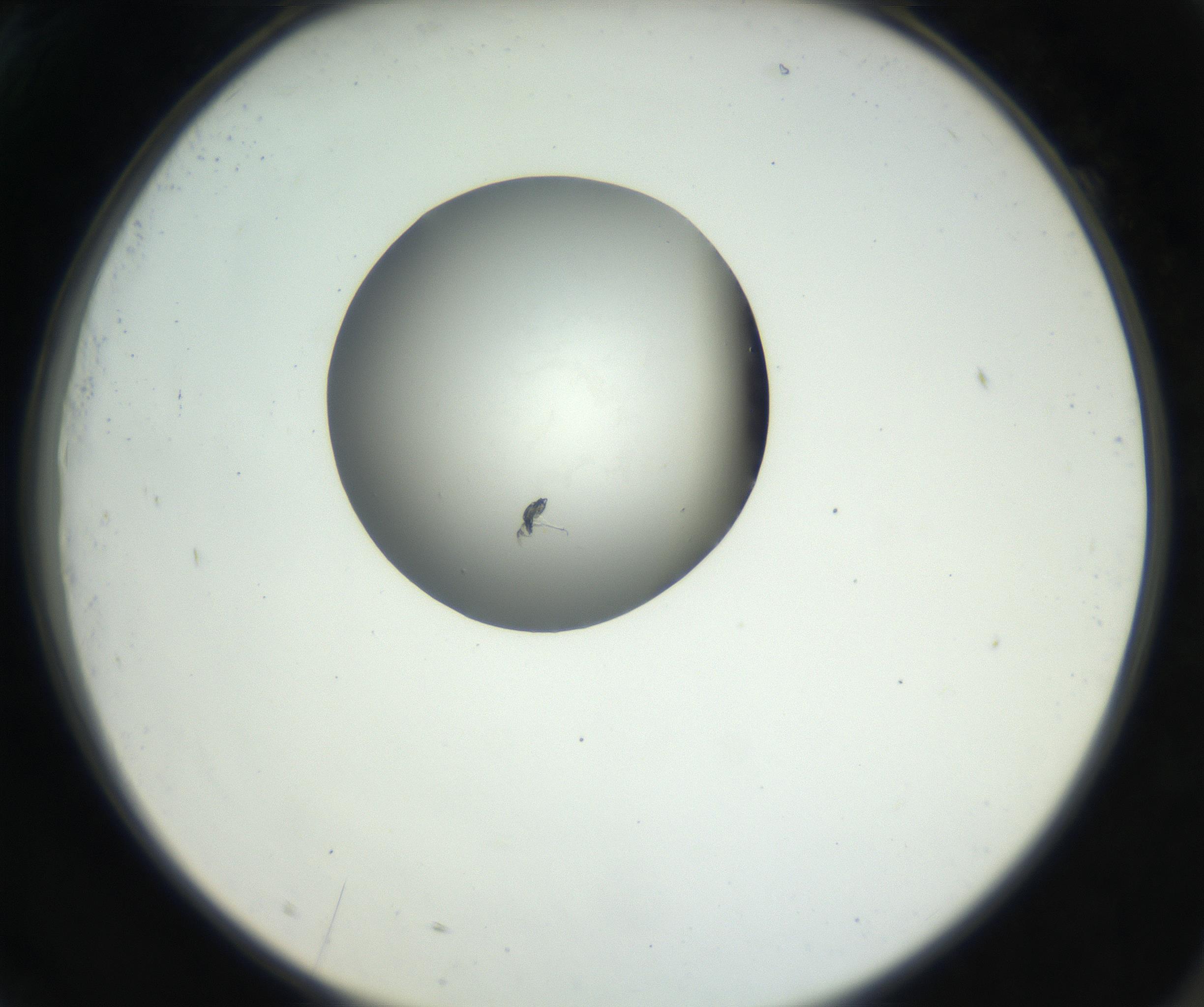 RI01_03_000_0212_Proj1_Clon1_MC_0000MC102603_009_160824_09_07_02_00_99_002_001_RAI.jpg