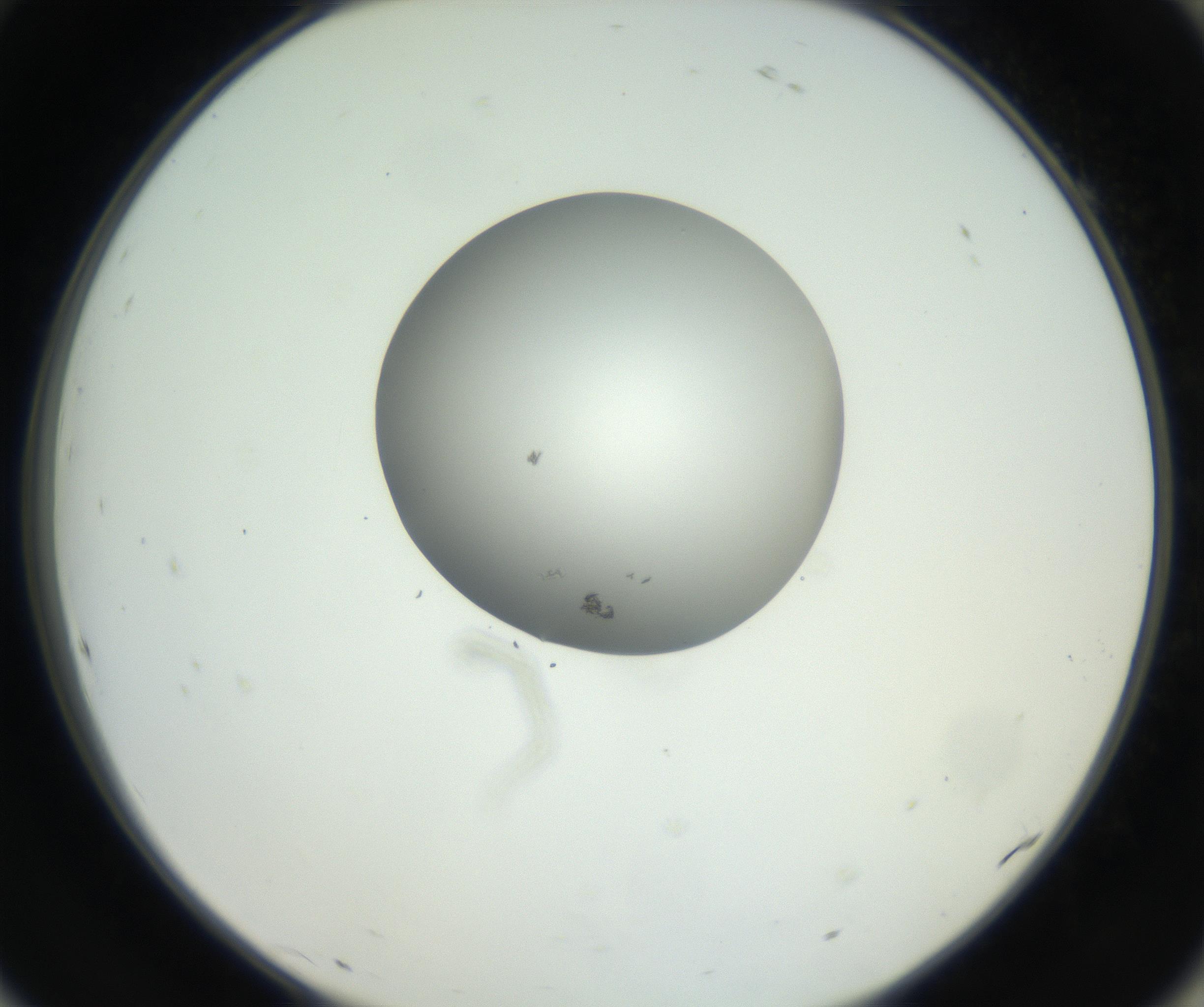 RI01_03_000_0212_Proj1_Clon1_MC_0000MC102603_009_160824_10_08_02_00_99_002_001_RAI.jpg