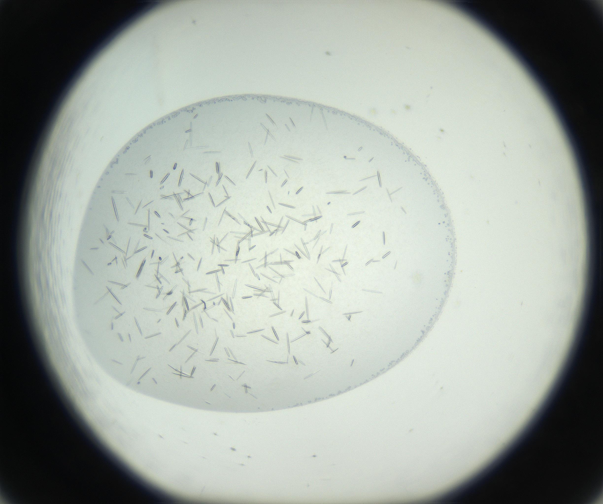 RI01_03_000_0212_Proj1_Clon1_MC_0000MC102608_010_160902_08_02_01_00_99_002_001_RAI.jpg