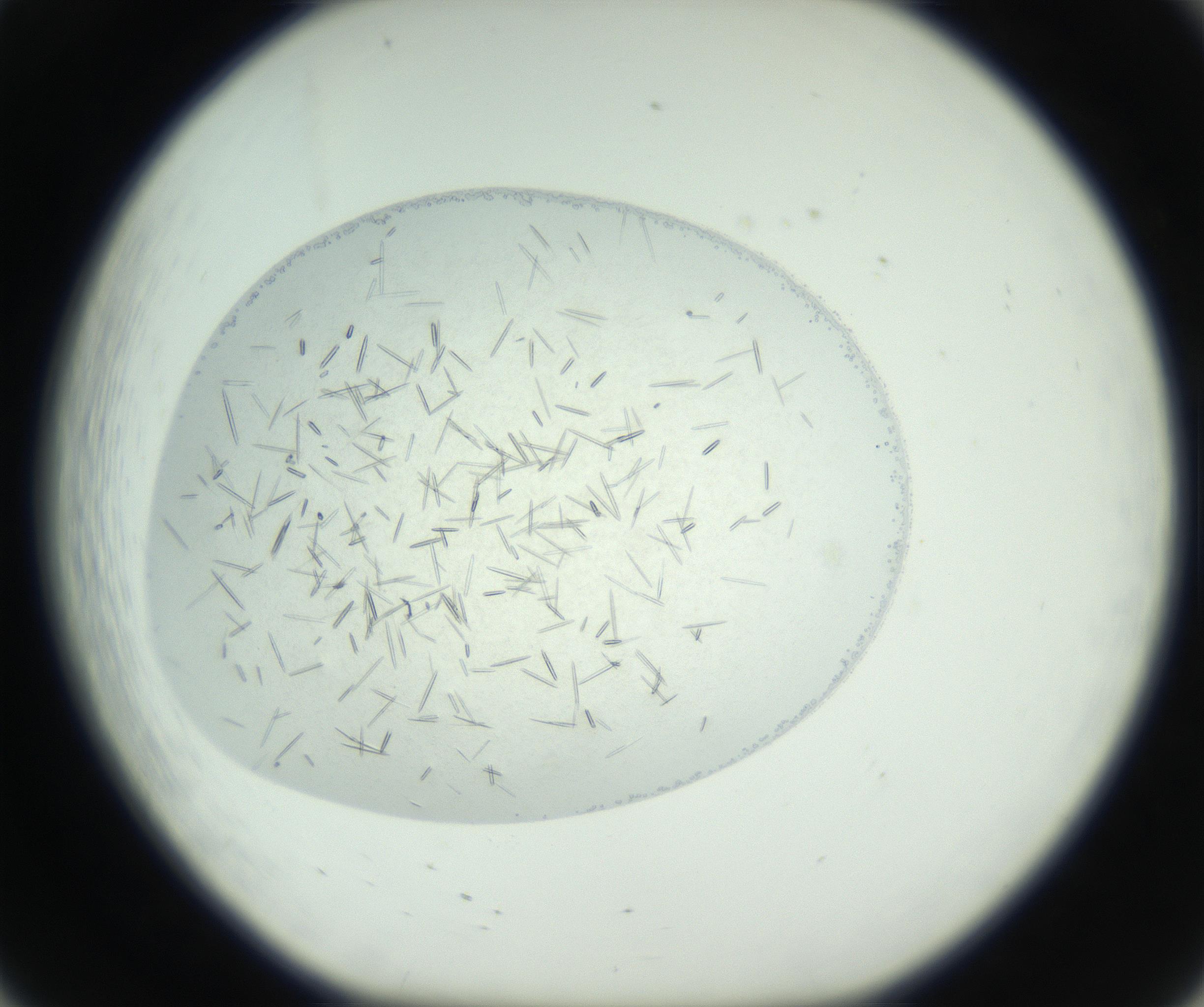RI01_03_000_0212_Proj1_Clon1_MC_0000MC102608_012_160916_08_02_01_00_99_002_001_RAI.jpg