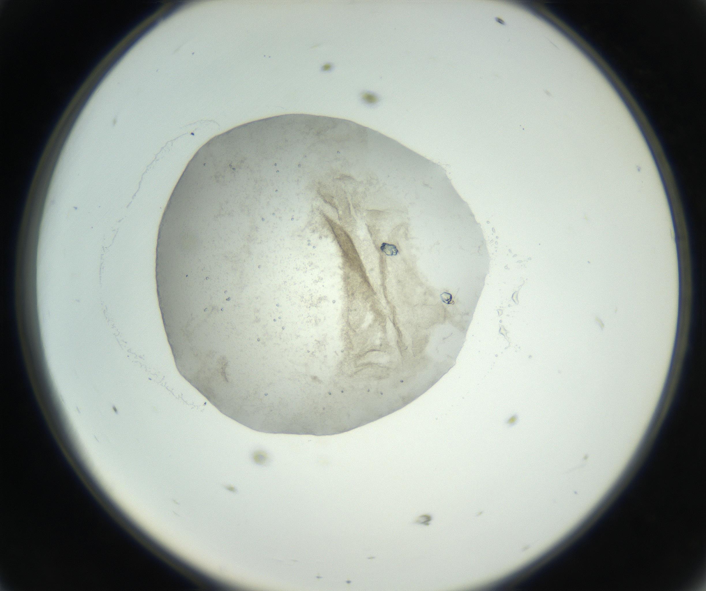 RI01_03_000_0212_Proj1_Clon1_MC_0000MC102608_012_160916_11_04_02_00_99_002_001_RAI.jpg