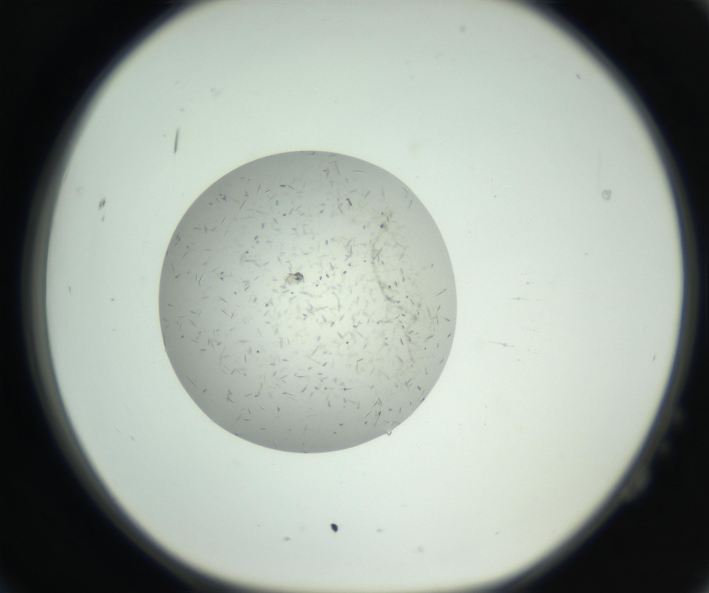 RI01_03_000_0212_Proj1_Clon1_MC_0000MC102608_013_160923_02_02_01_00_99_002_001_RAI.jpg