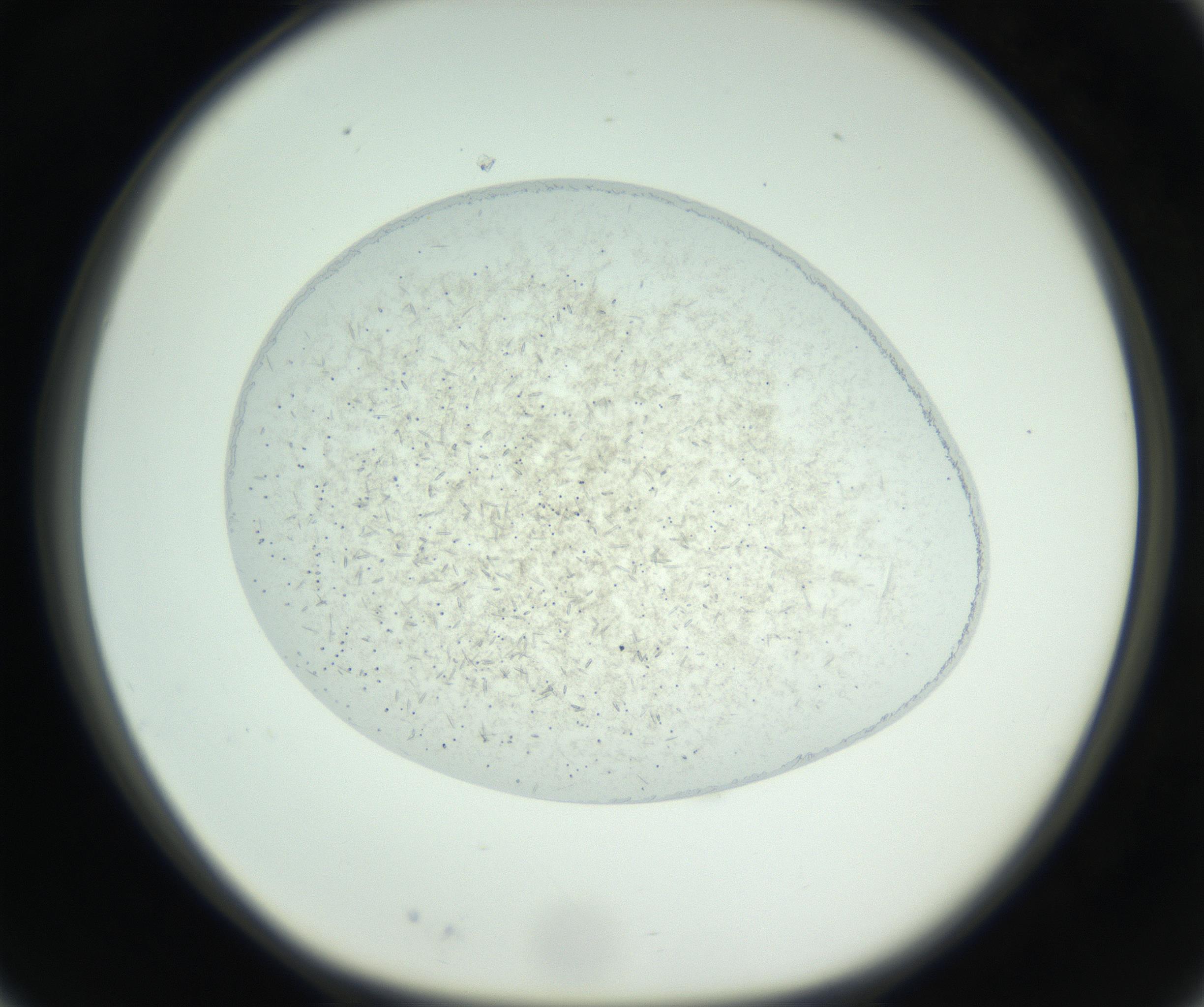 RI01_03_000_0212_Proj1_Clon1_MC_0000MC102608_013_160923_03_02_01_00_99_002_001_RAI.jpg