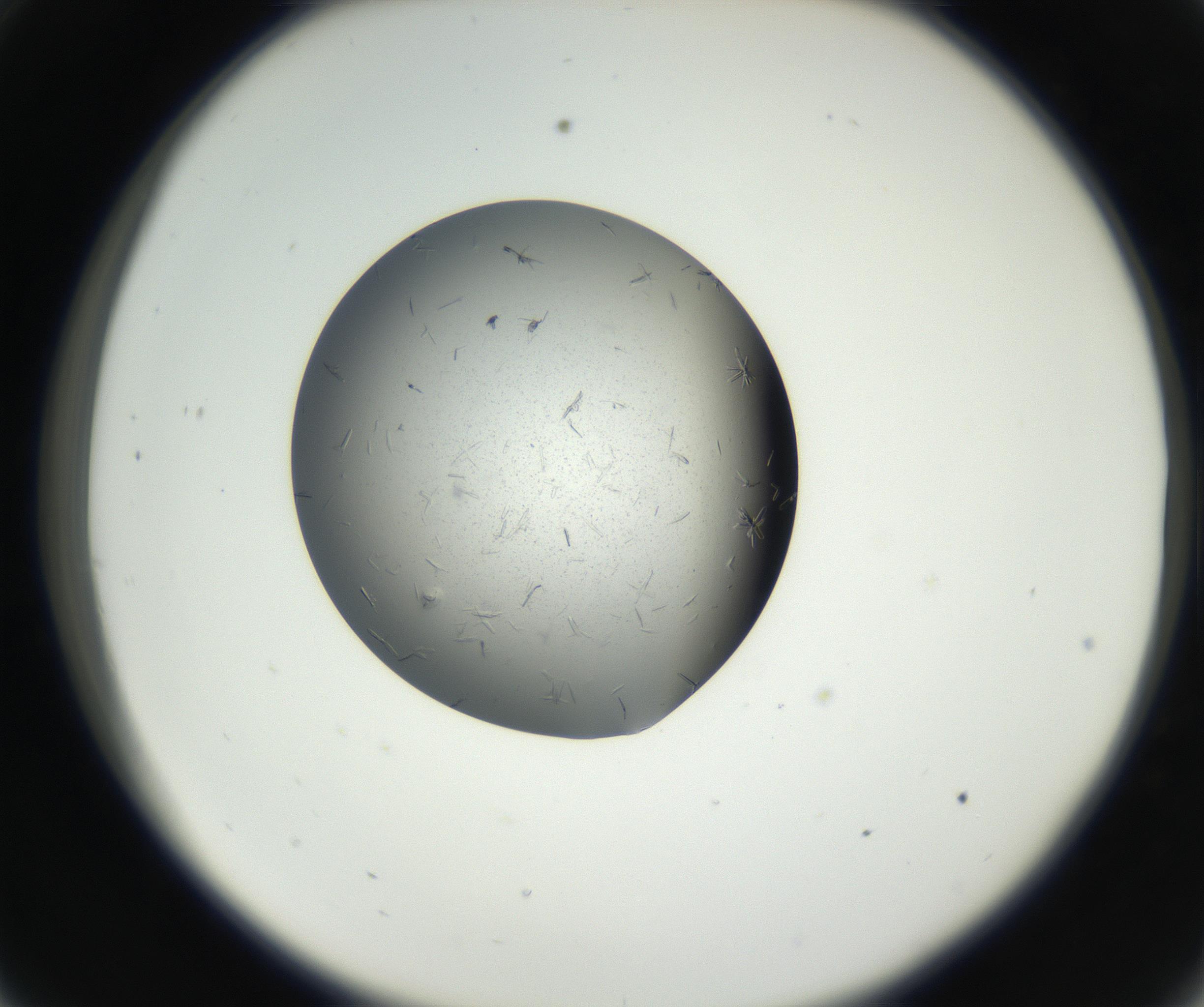 RI01_03_000_0212_Proj1_Clon1_MC_0000MC102609_006_160808_09_03_02_00_99_002_001_RAI.jpg