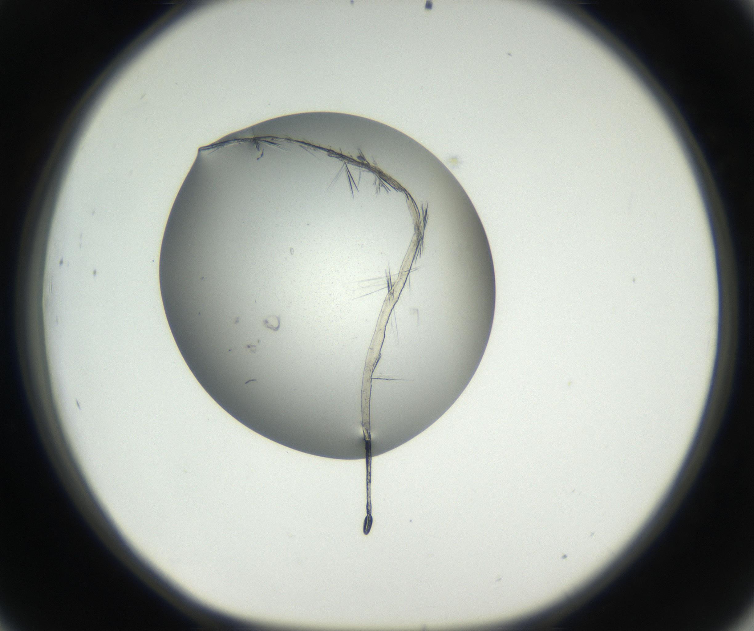 RI01_03_000_0212_Proj1_Clon1_MC_0000MC102609_006_160808_09_04_01_00_99_002_001_RAI.jpg