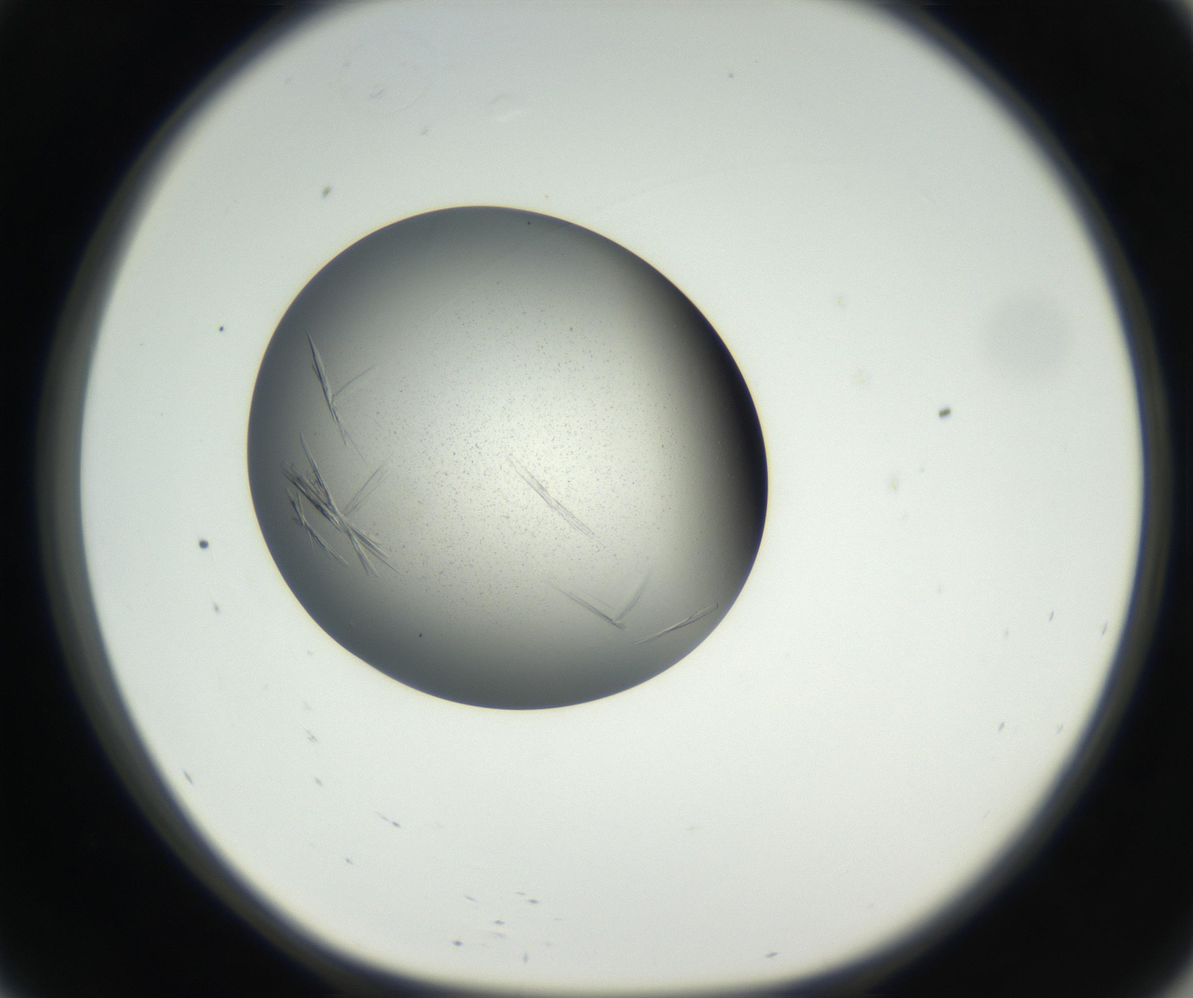 RI01_03_000_0212_Proj1_Clon1_MC_0000MC102609_006_160808_09_05_01_00_99_002_001_RAI.jpg