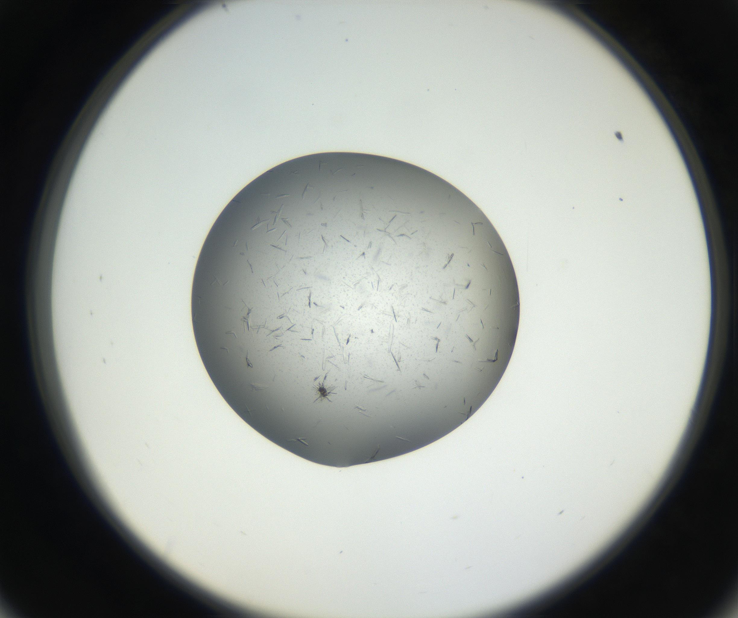 RI01_03_000_0212_Proj1_Clon1_MC_0000MC102609_006_160808_09_05_02_00_99_002_001_RAI.jpg