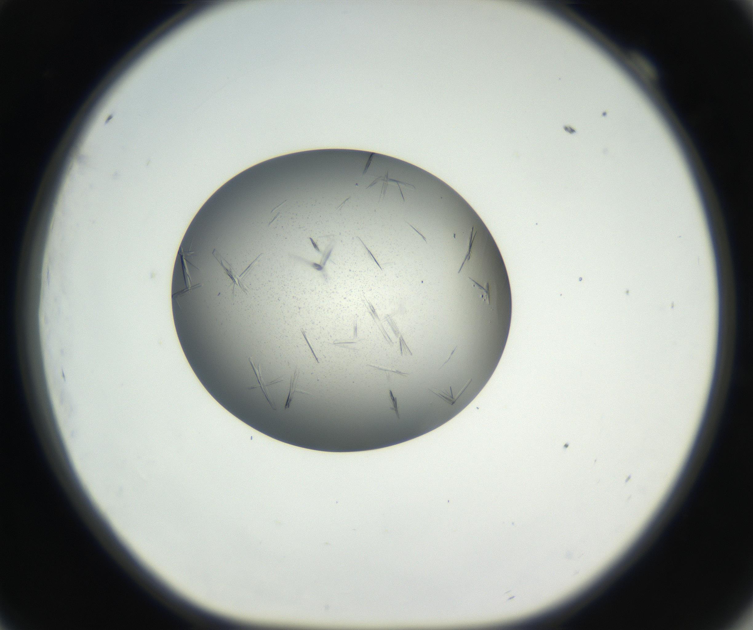 RI01_03_000_0212_Proj1_Clon1_MC_0000MC102609_006_160808_09_06_01_00_99_002_001_RAI.jpg