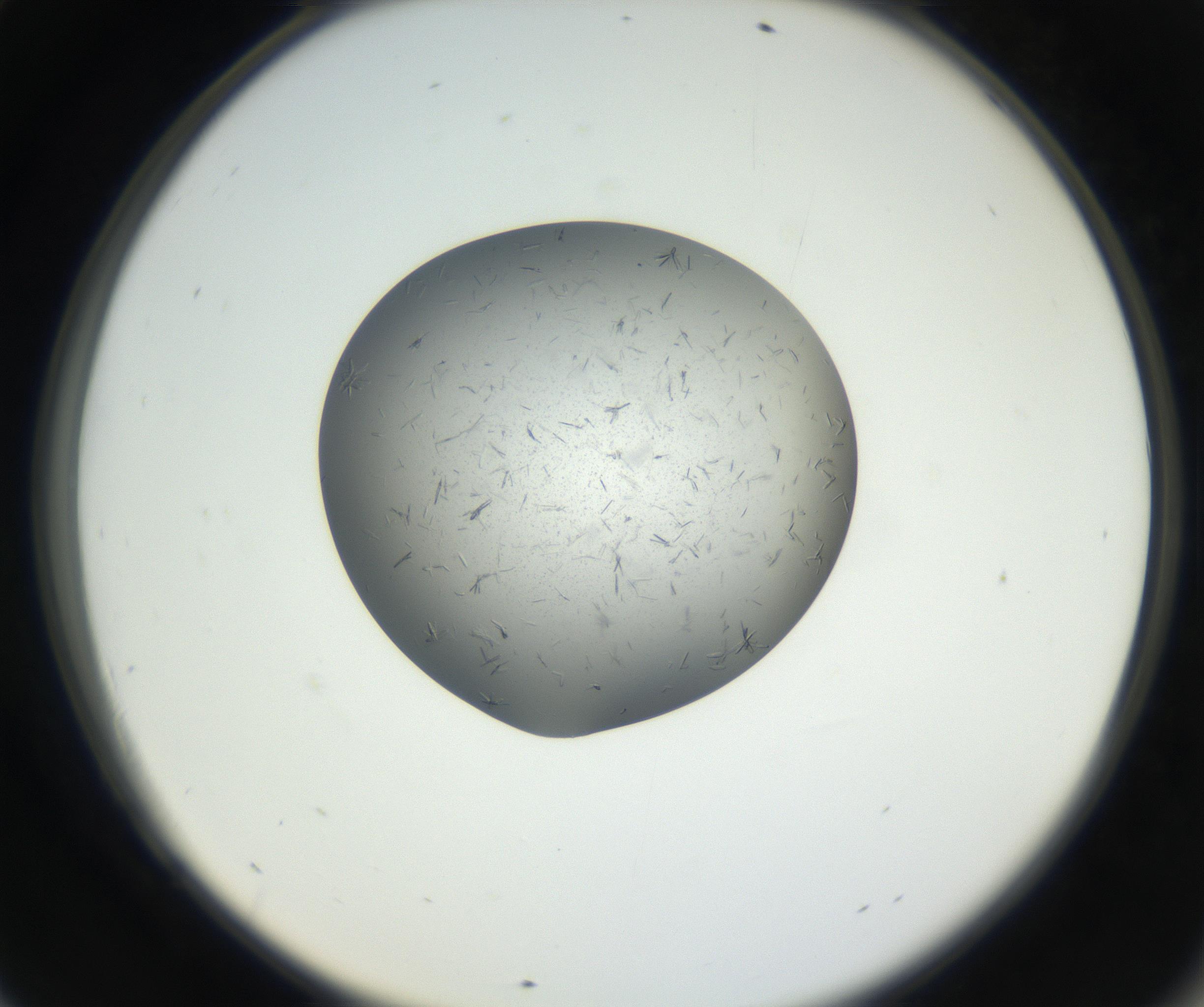 RI01_03_000_0212_Proj1_Clon1_MC_0000MC102609_006_160808_09_06_02_00_99_002_001_RAI.jpg