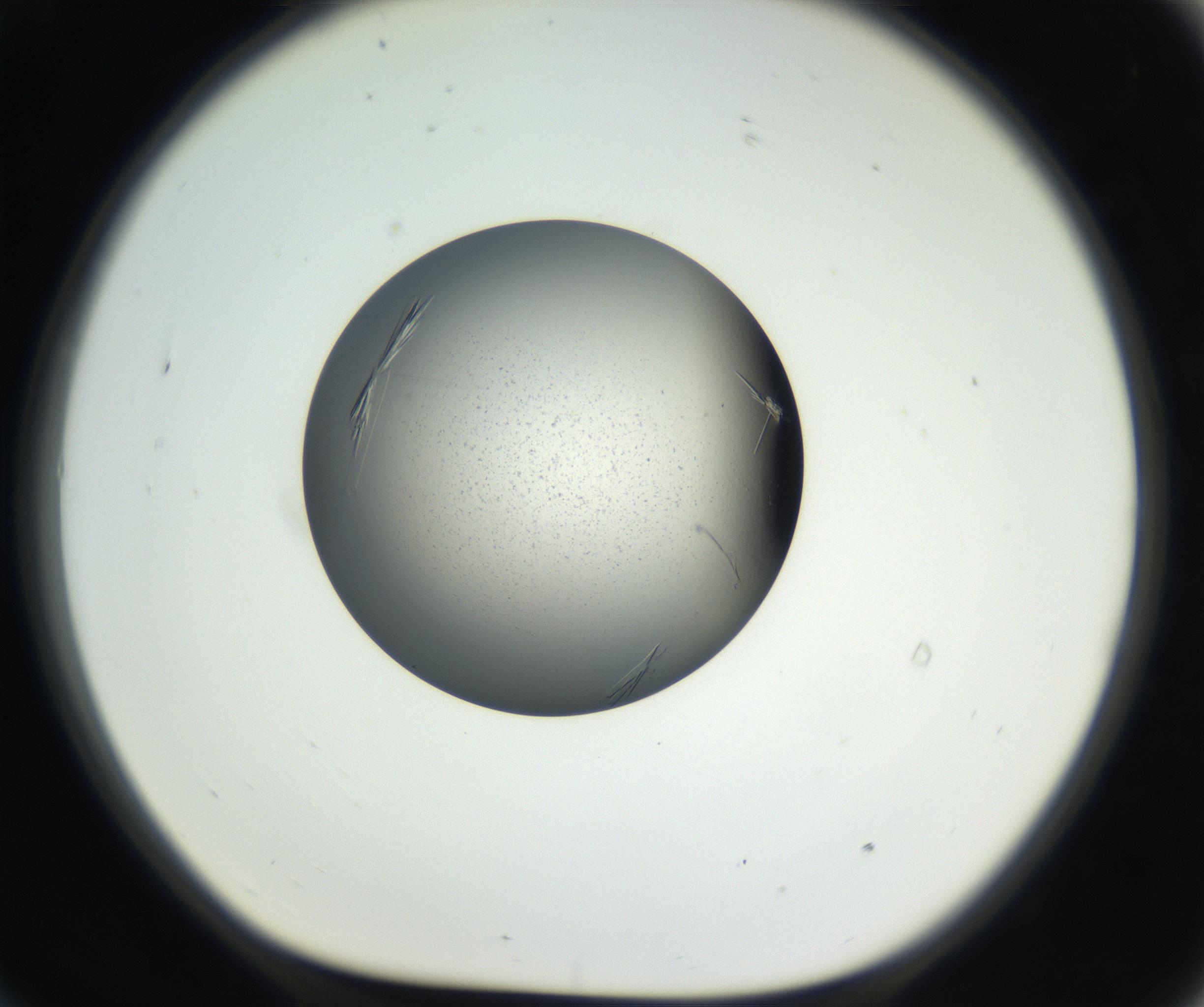 RI01_03_000_0212_Proj1_Clon1_MC_0000MC102609_006_160808_09_07_01_00_99_002_001_RAI.jpg
