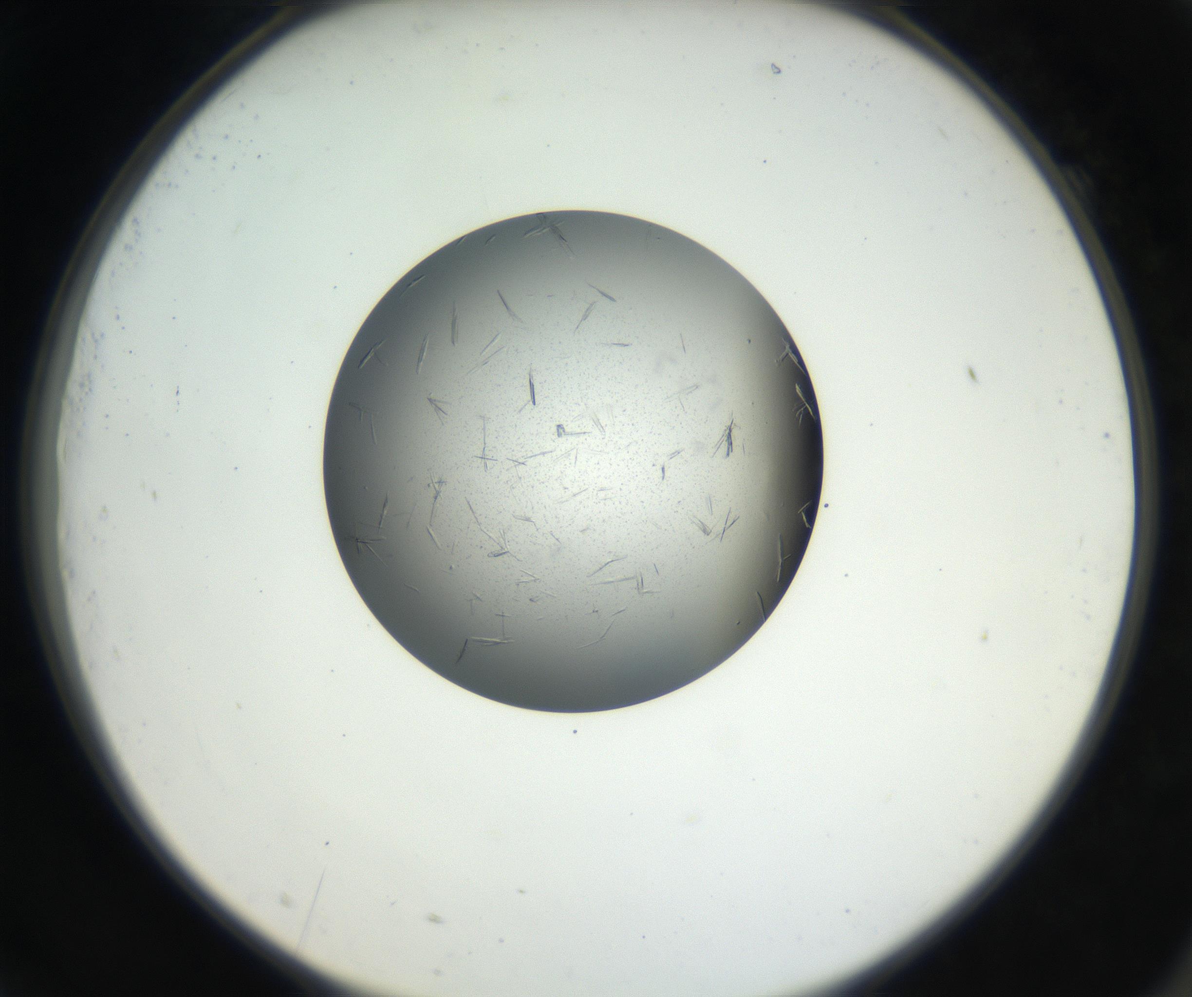 RI01_03_000_0212_Proj1_Clon1_MC_0000MC102609_006_160808_09_07_02_00_99_002_001_RAI.jpg