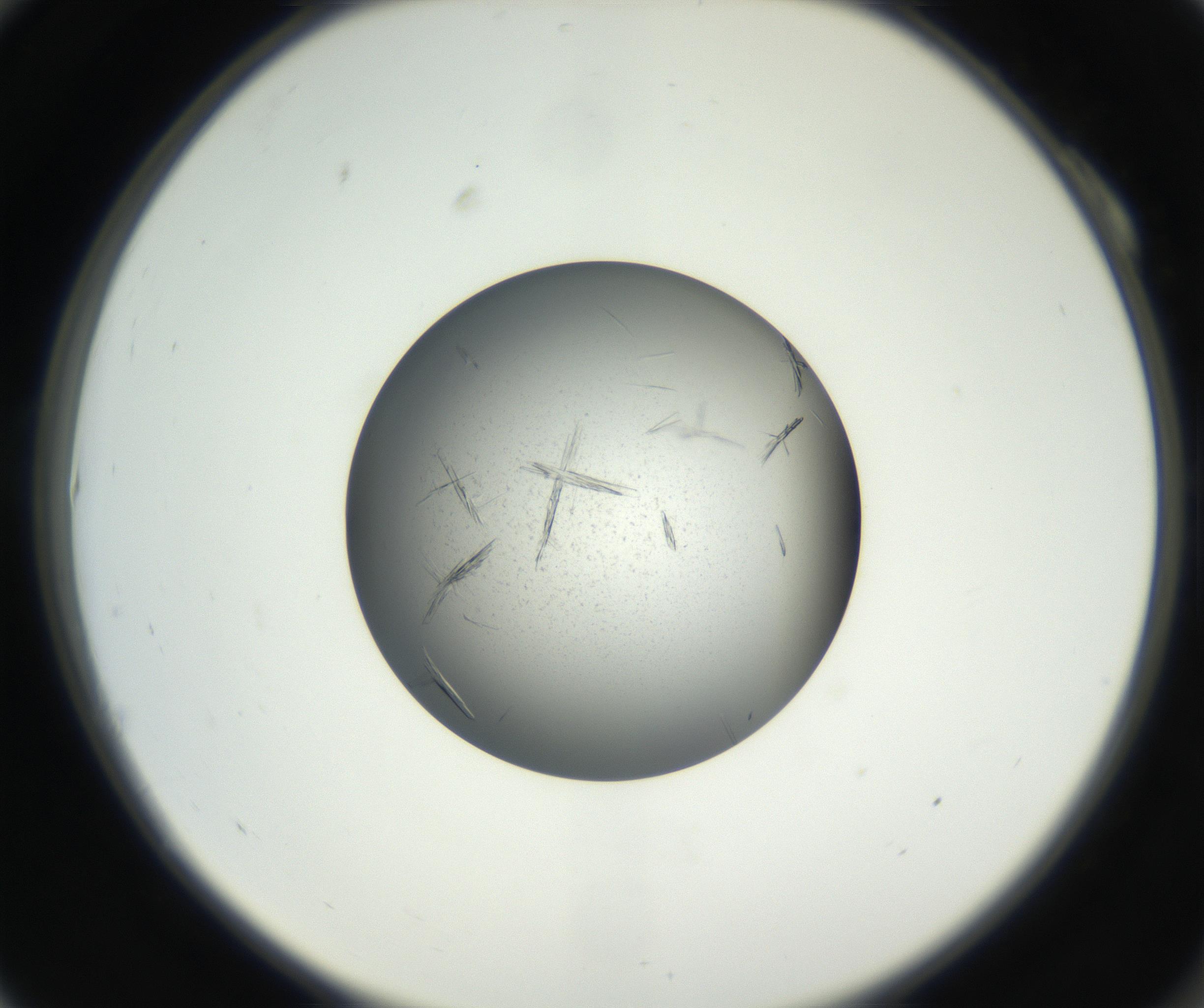 RI01_03_000_0212_Proj1_Clon1_MC_0000MC102609_006_160808_10_01_02_00_99_002_001_RAI.jpg