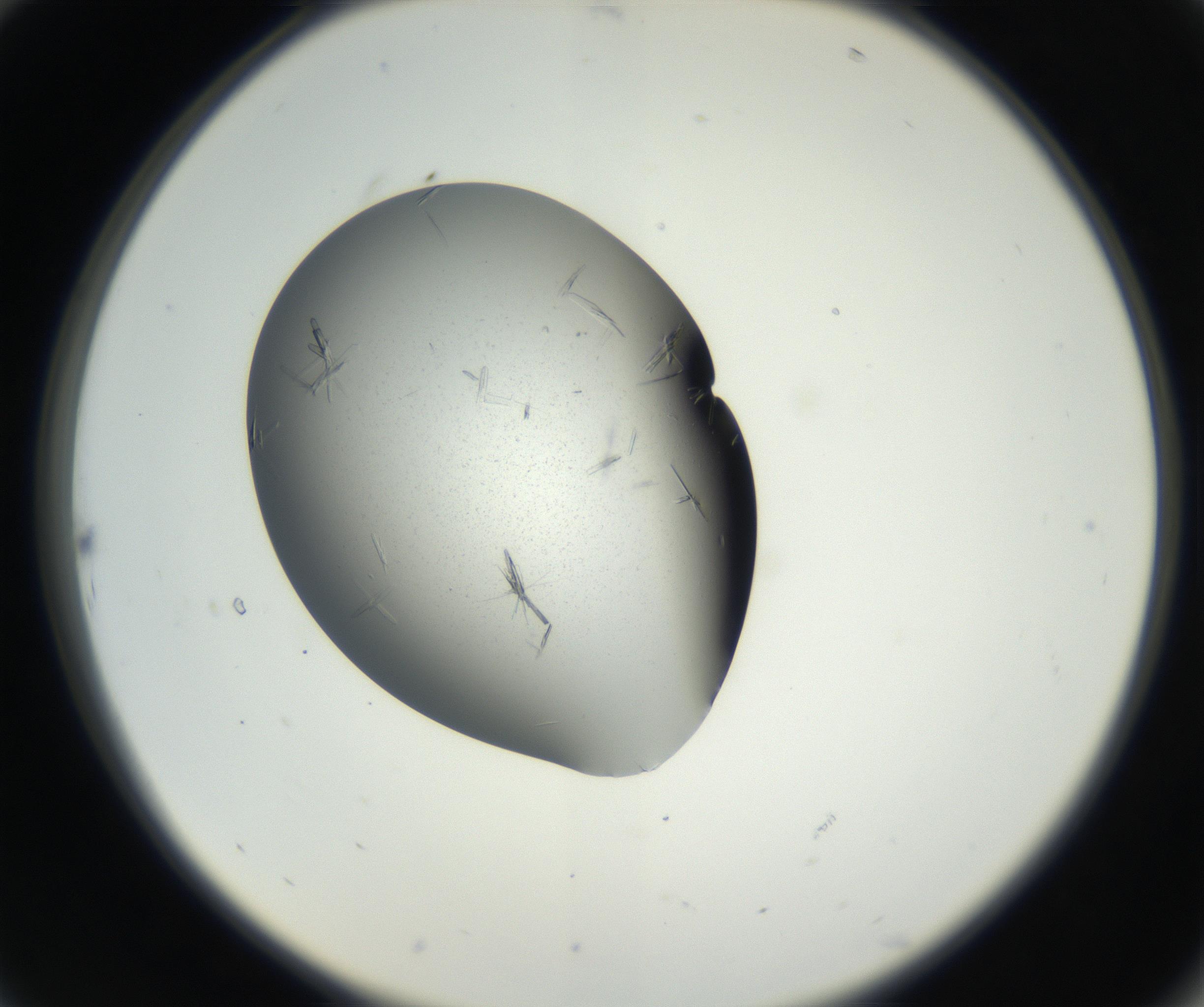 RI01_03_000_0212_Proj1_Clon1_MC_0000MC102609_006_160808_10_02_02_00_99_002_001_RAI.jpg