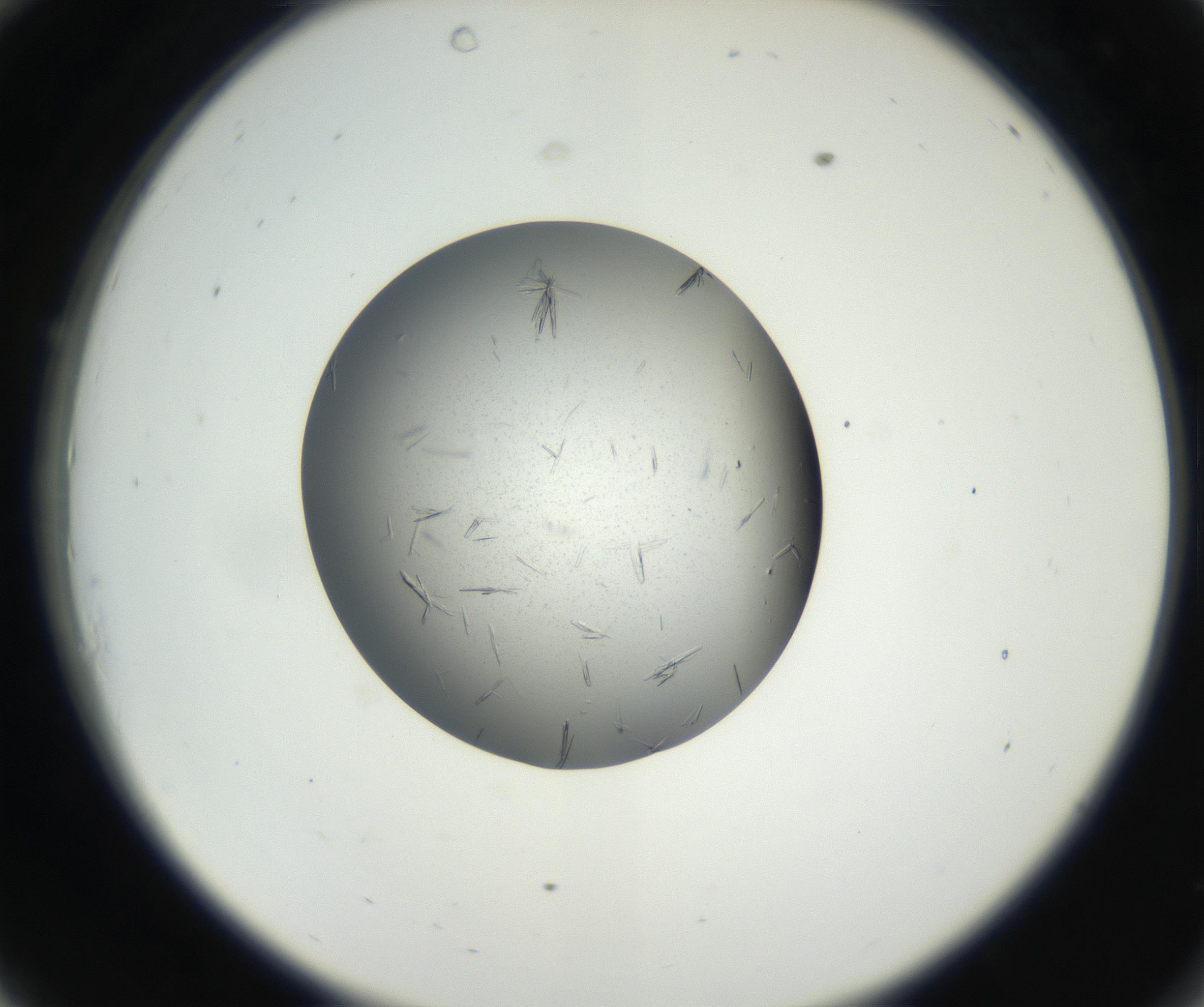 RI01_03_000_0212_Proj1_Clon1_MC_0000MC102609_006_160808_10_03_02_00_99_002_001_RAI.jpg