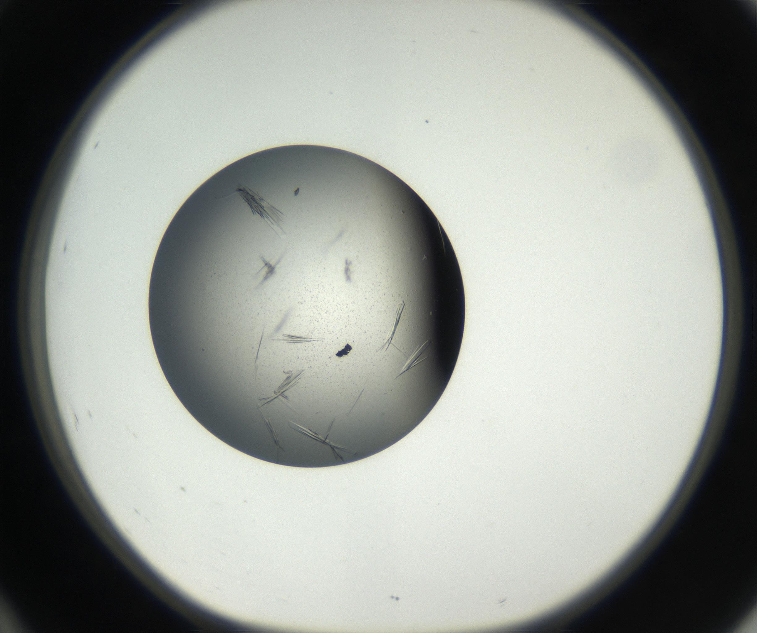 RI01_03_000_0212_Proj1_Clon1_MC_0000MC102609_006_160808_10_04_01_00_99_002_001_RAI.jpg