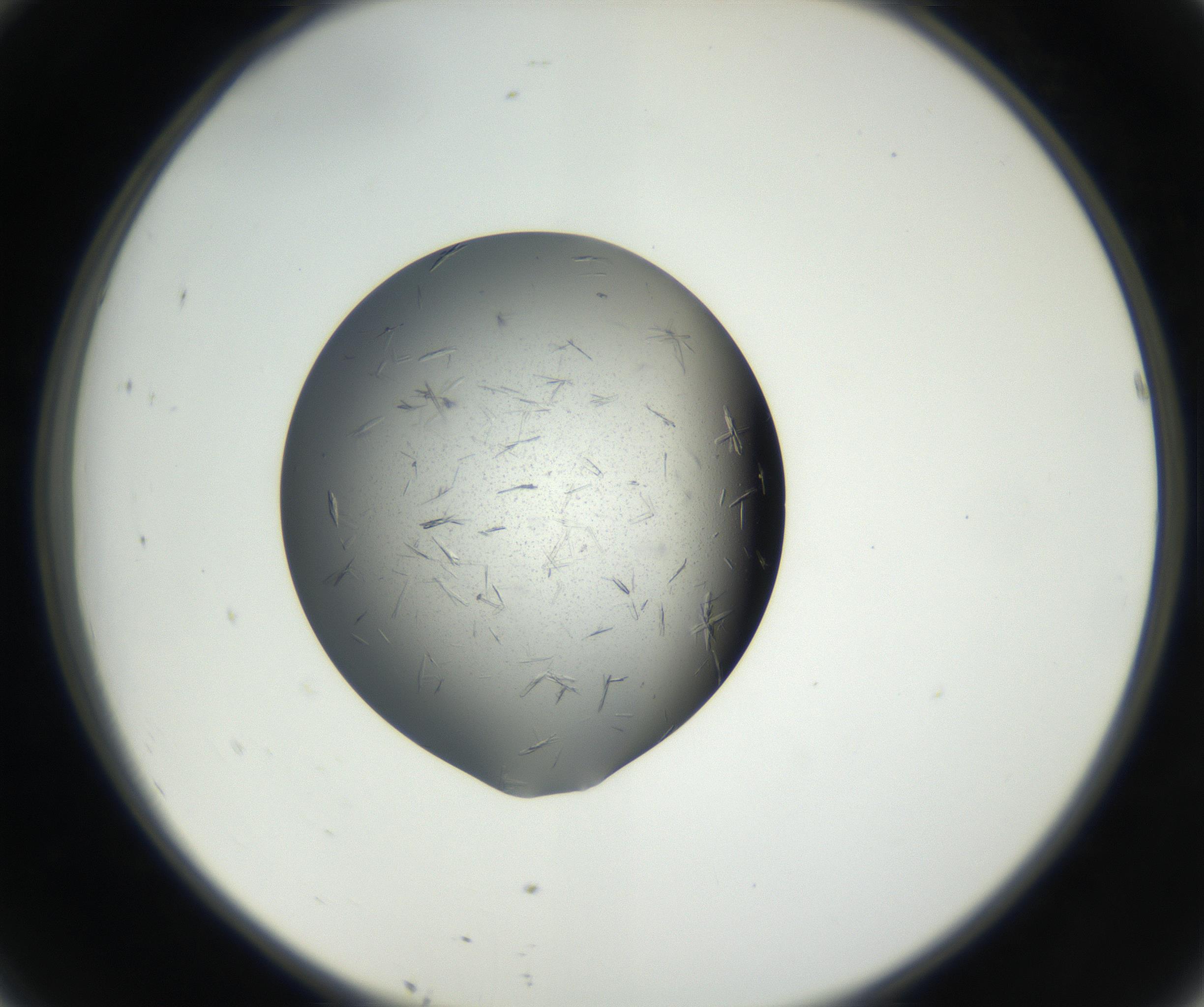 RI01_03_000_0212_Proj1_Clon1_MC_0000MC102609_006_160808_10_04_02_00_99_002_001_RAI.jpg