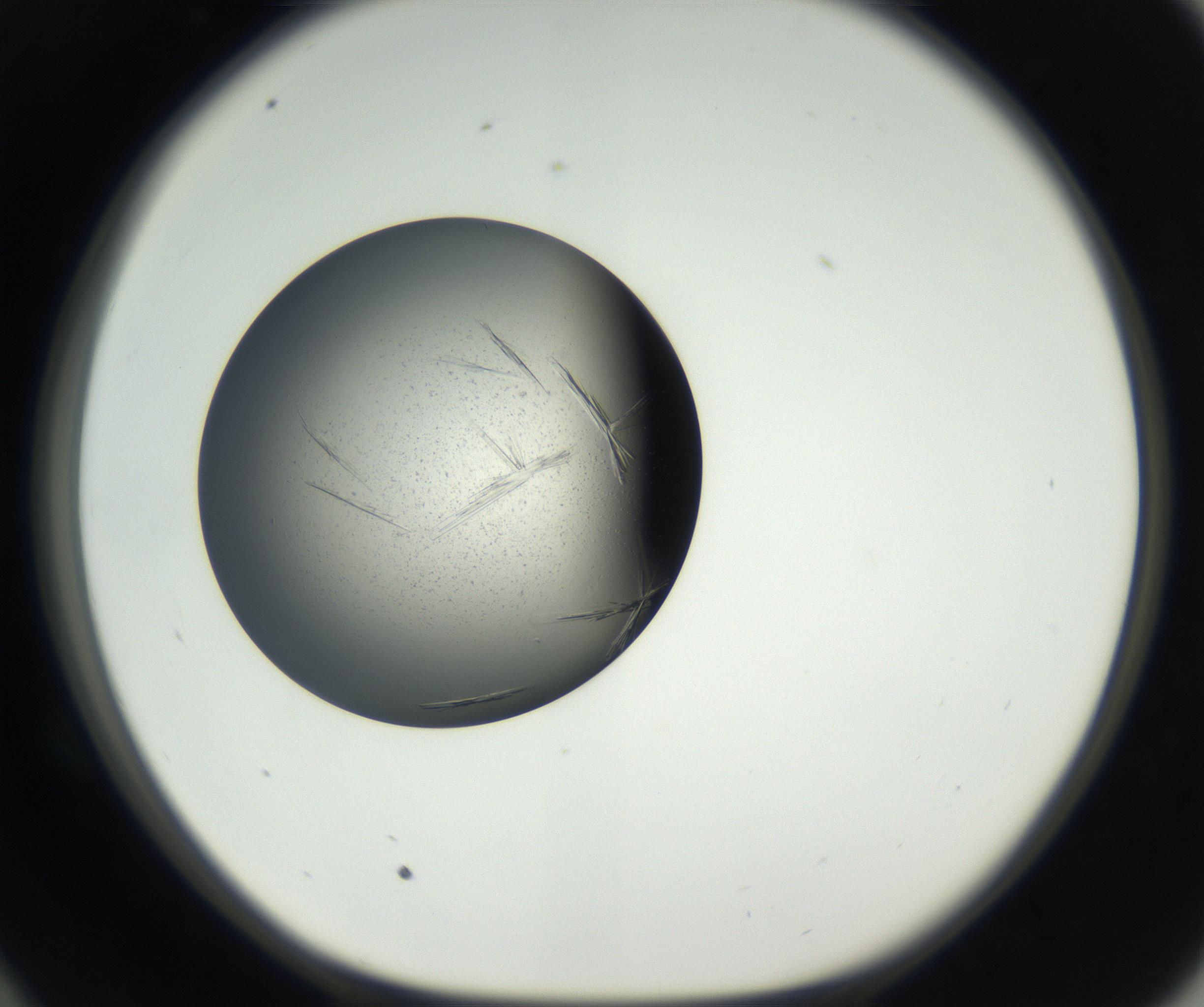 RI01_03_000_0212_Proj1_Clon1_MC_0000MC102609_006_160808_10_05_01_00_99_002_001_RAI.jpg