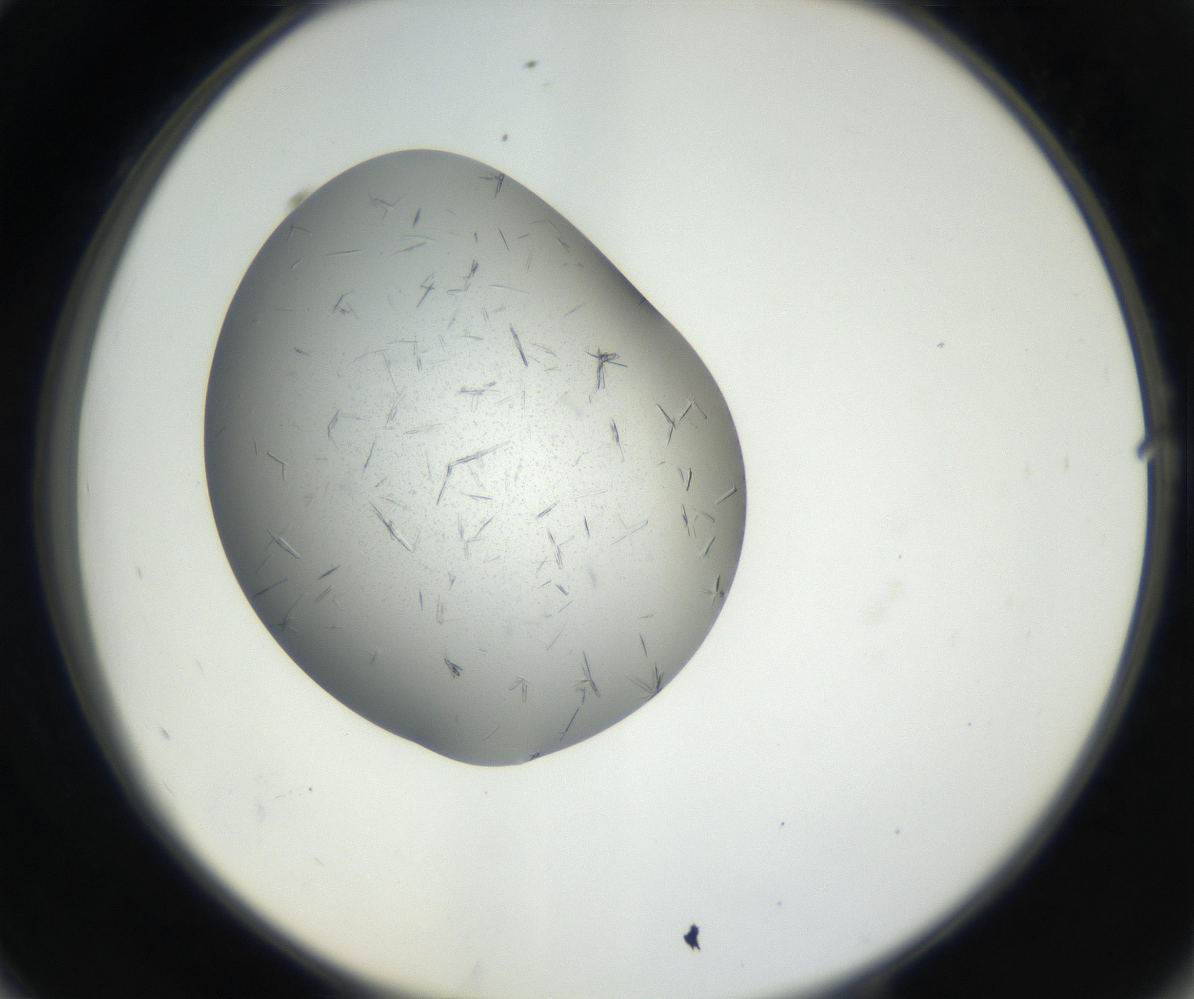 RI01_03_000_0212_Proj1_Clon1_MC_0000MC102609_006_160808_10_05_02_00_99_002_001_RAI.jpg