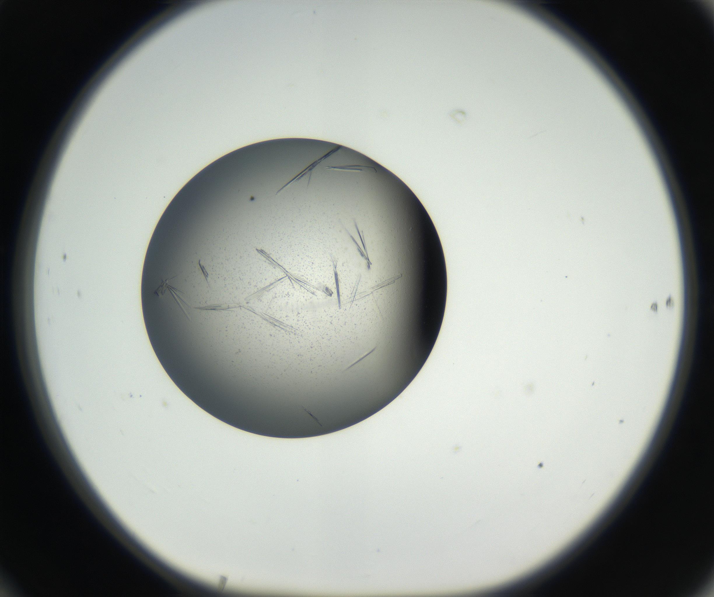 RI01_03_000_0212_Proj1_Clon1_MC_0000MC102609_006_160808_10_06_01_00_99_002_001_RAI.jpg