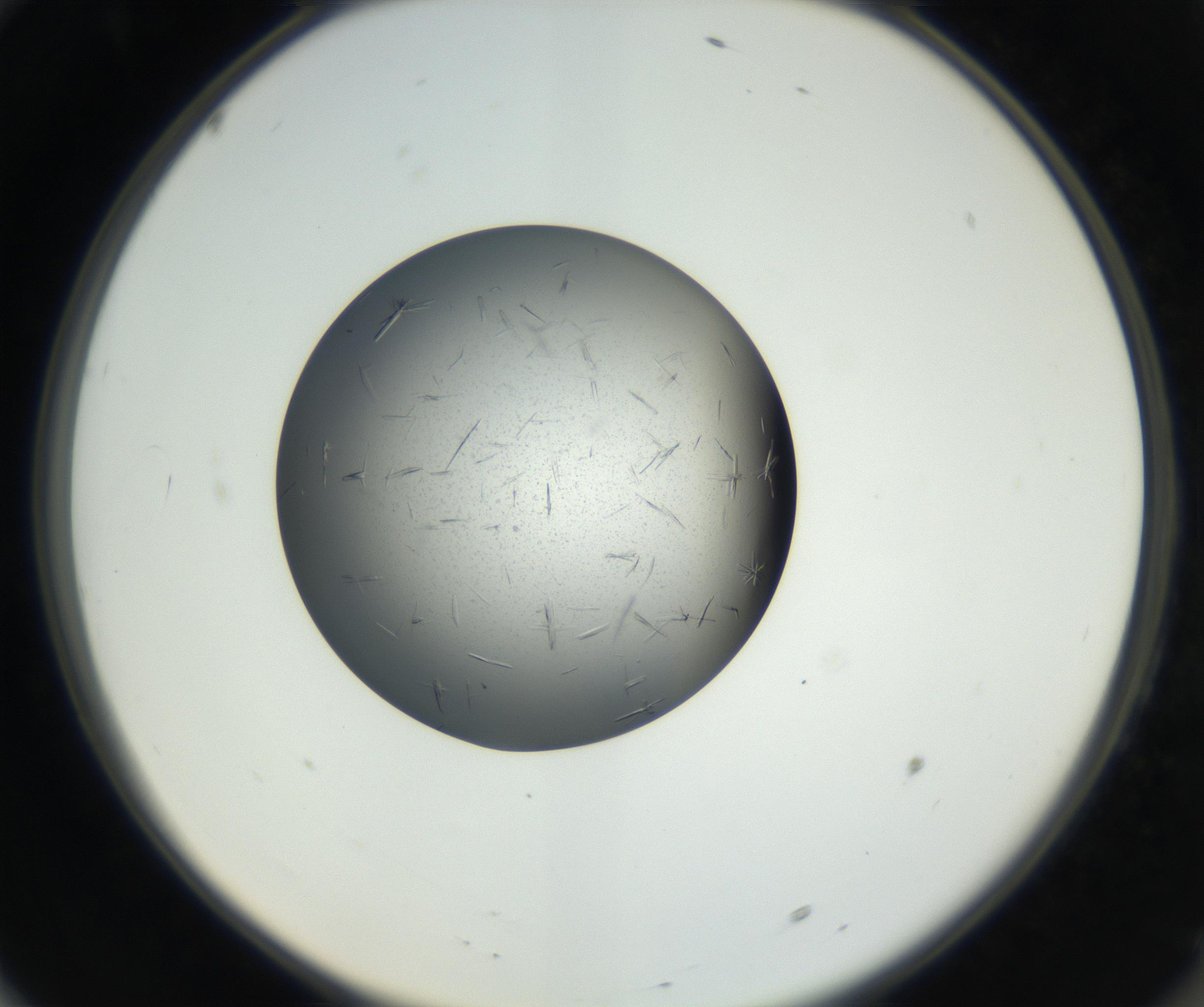 RI01_03_000_0212_Proj1_Clon1_MC_0000MC102609_006_160808_10_06_02_00_99_002_001_RAI.jpg