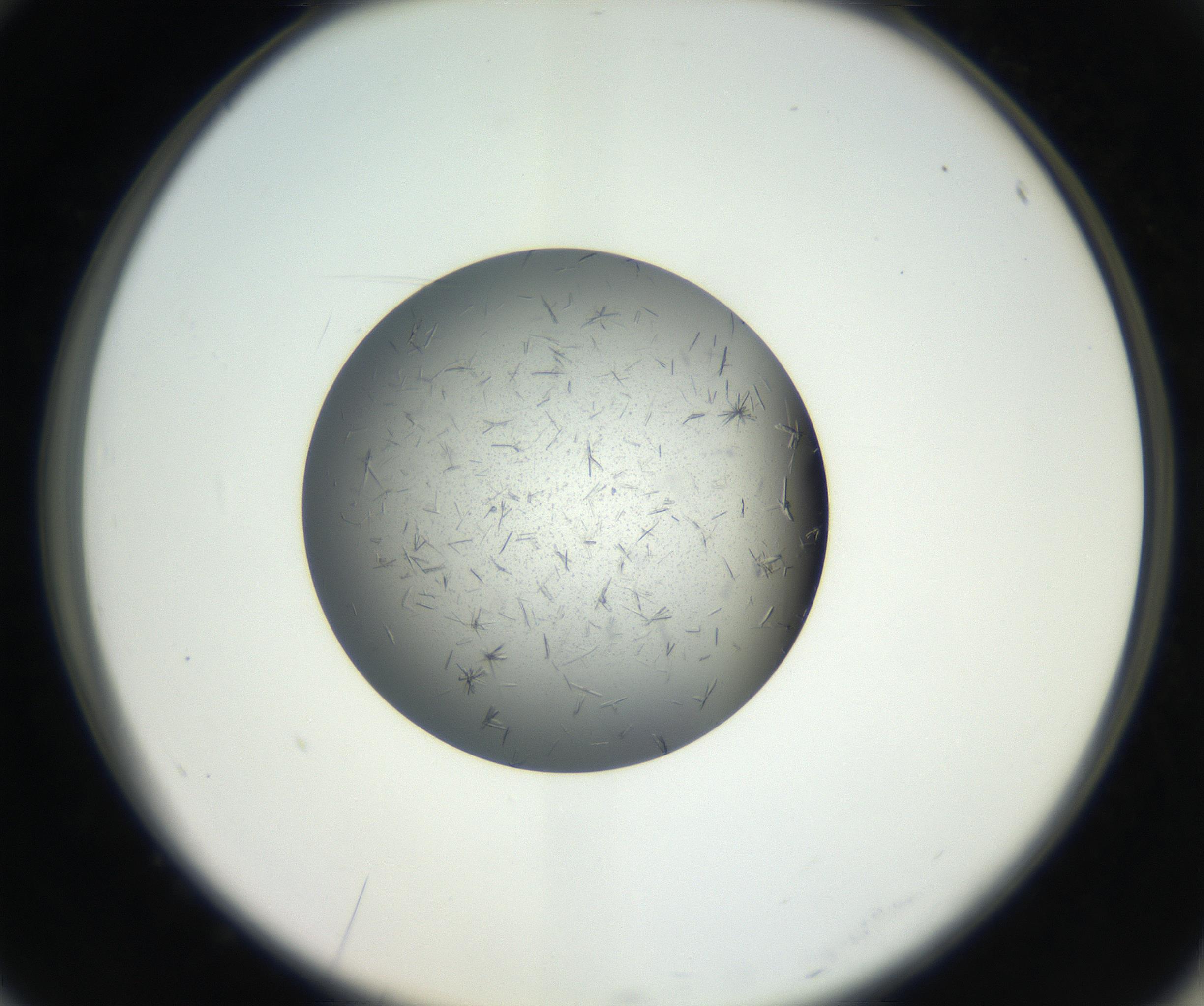 RI01_03_000_0212_Proj1_Clon1_MC_0000MC102609_006_160808_10_07_02_00_99_002_001_RAI.jpg