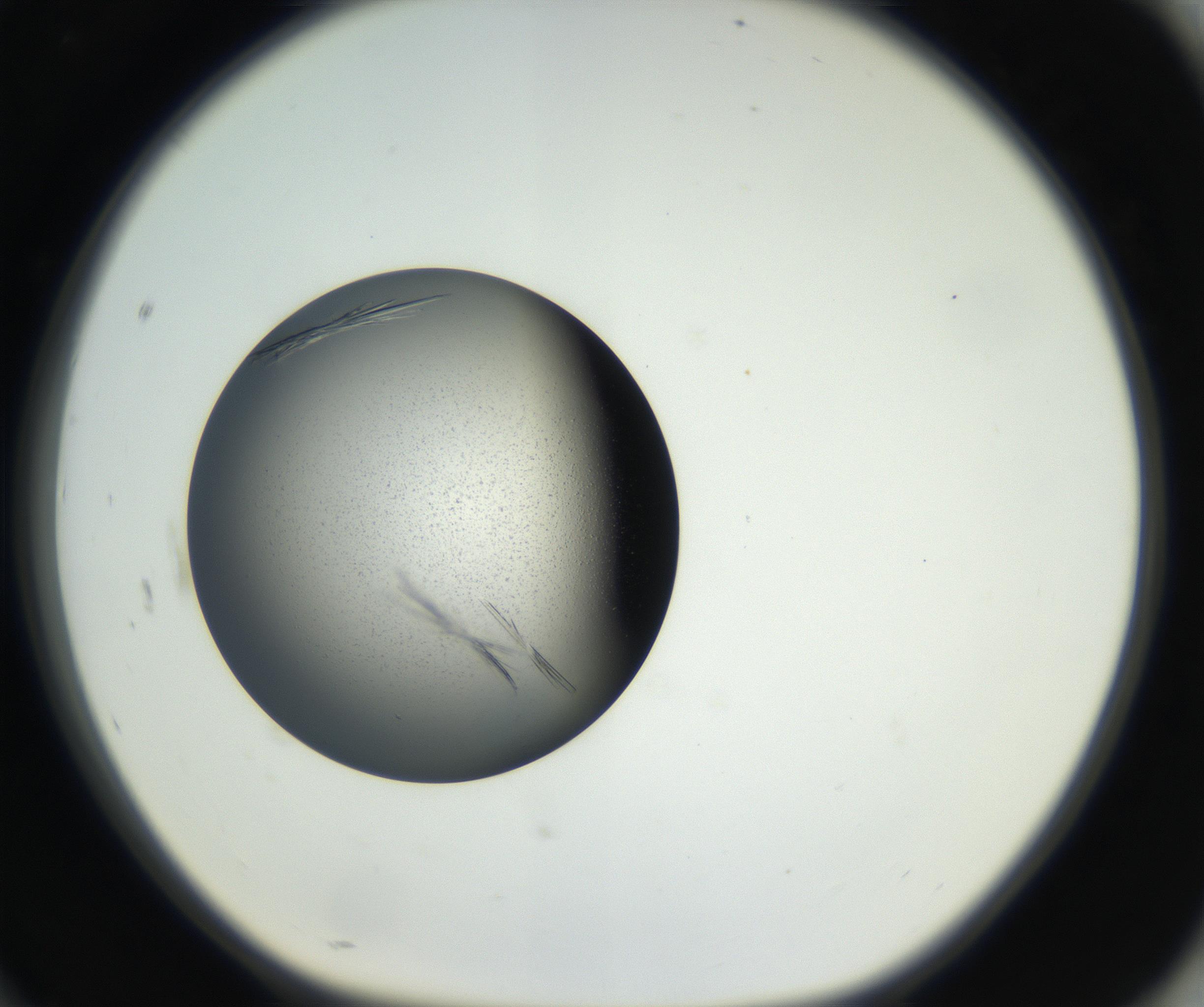 RI01_03_000_0212_Proj1_Clon1_MC_0000MC102609_006_160808_10_08_01_00_99_002_001_RAI.jpg
