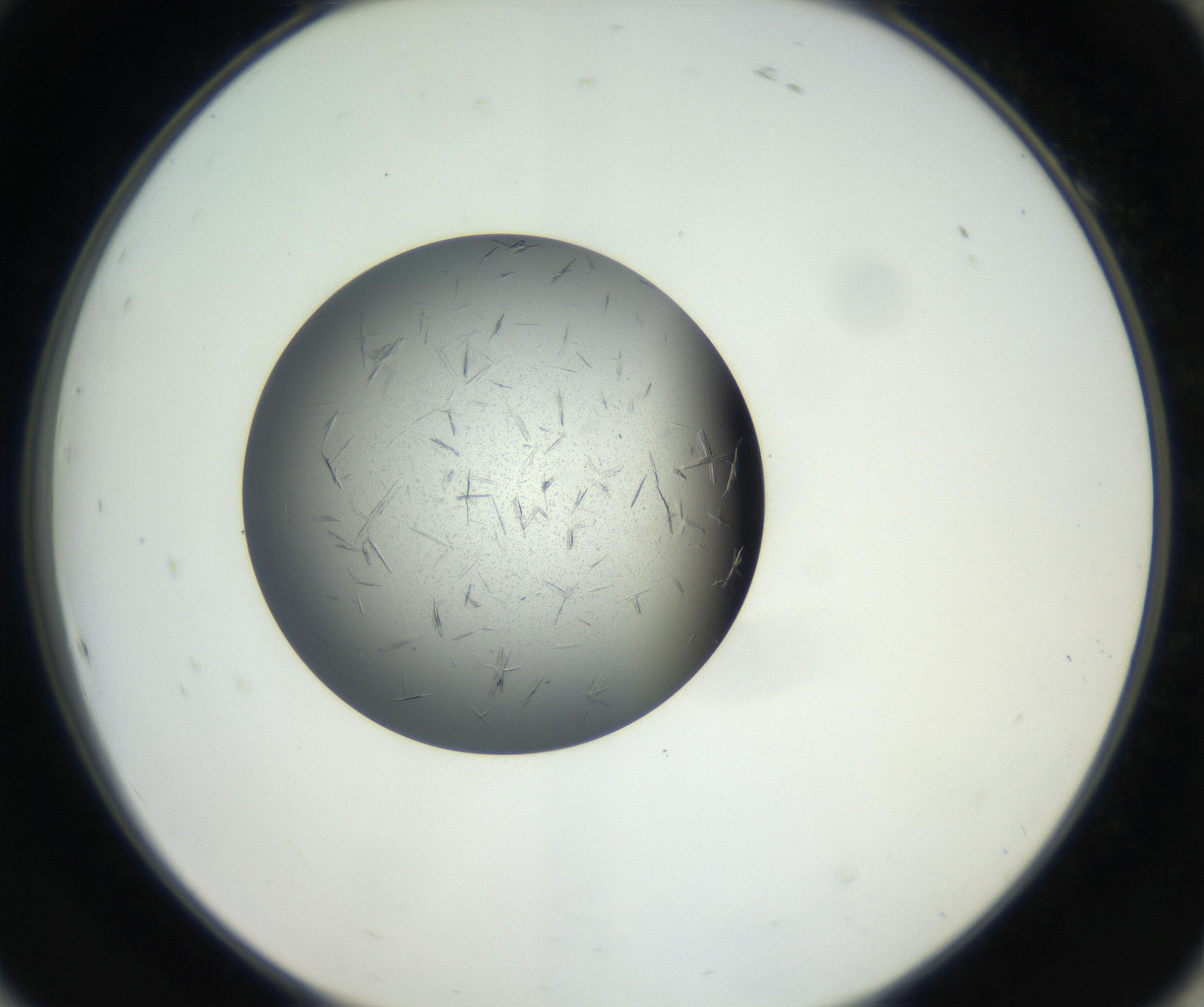 RI01_03_000_0212_Proj1_Clon1_MC_0000MC102609_006_160808_10_08_02_00_99_002_001_RAI.jpg