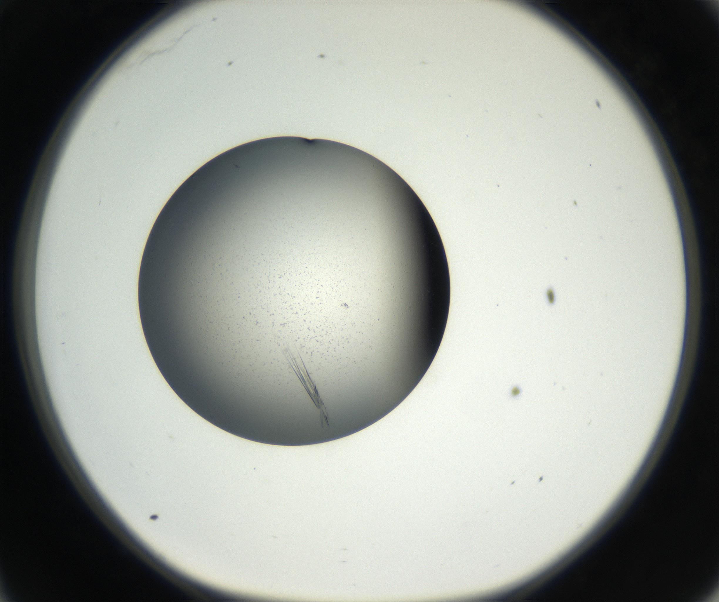RI01_03_000_0212_Proj1_Clon1_MC_0000MC102609_006_160808_11_03_01_00_99_002_001_RAI.jpg
