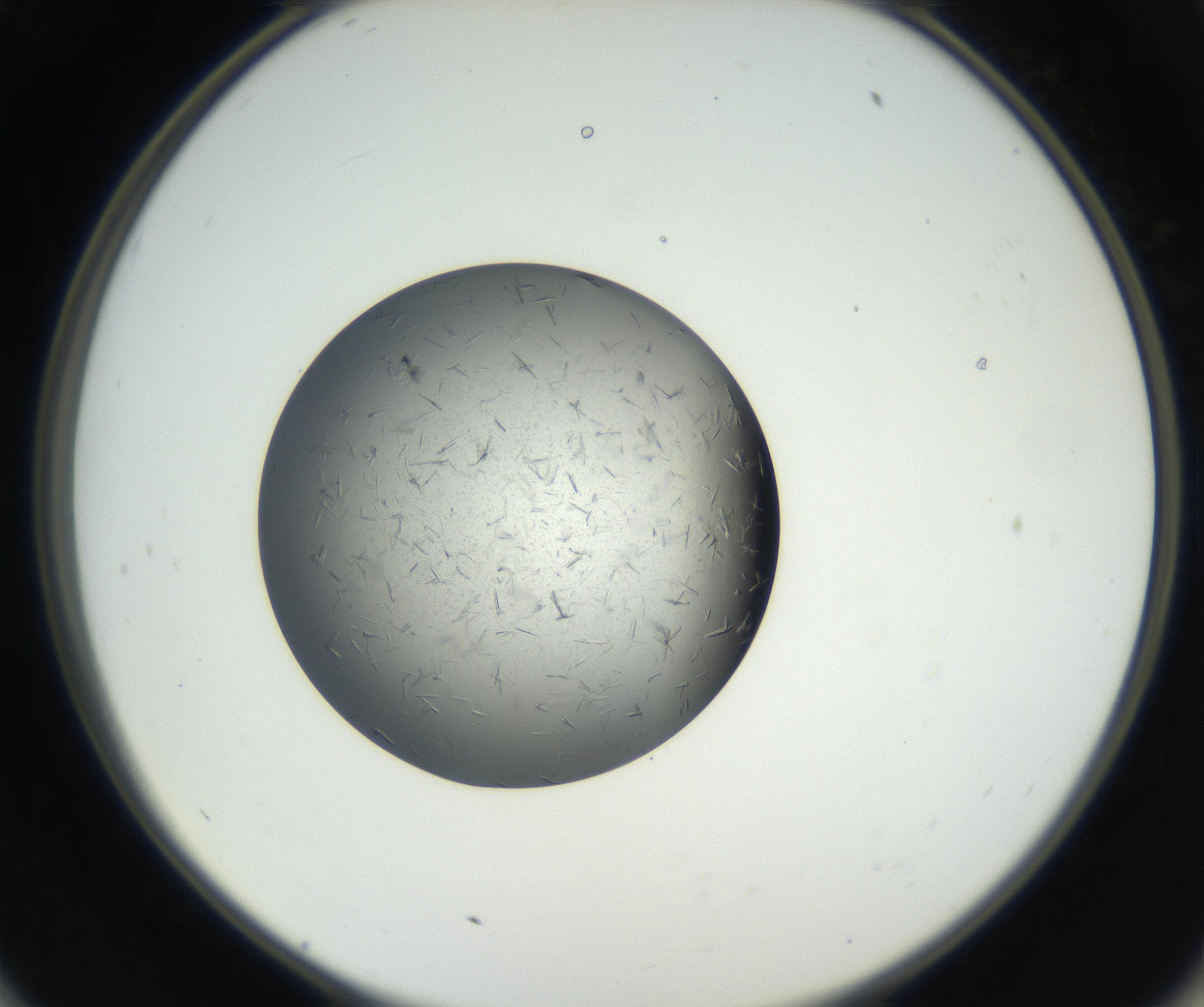 RI01_03_000_0212_Proj1_Clon1_MC_0000MC102609_006_160808_11_05_02_00_99_002_001_RAI.jpg