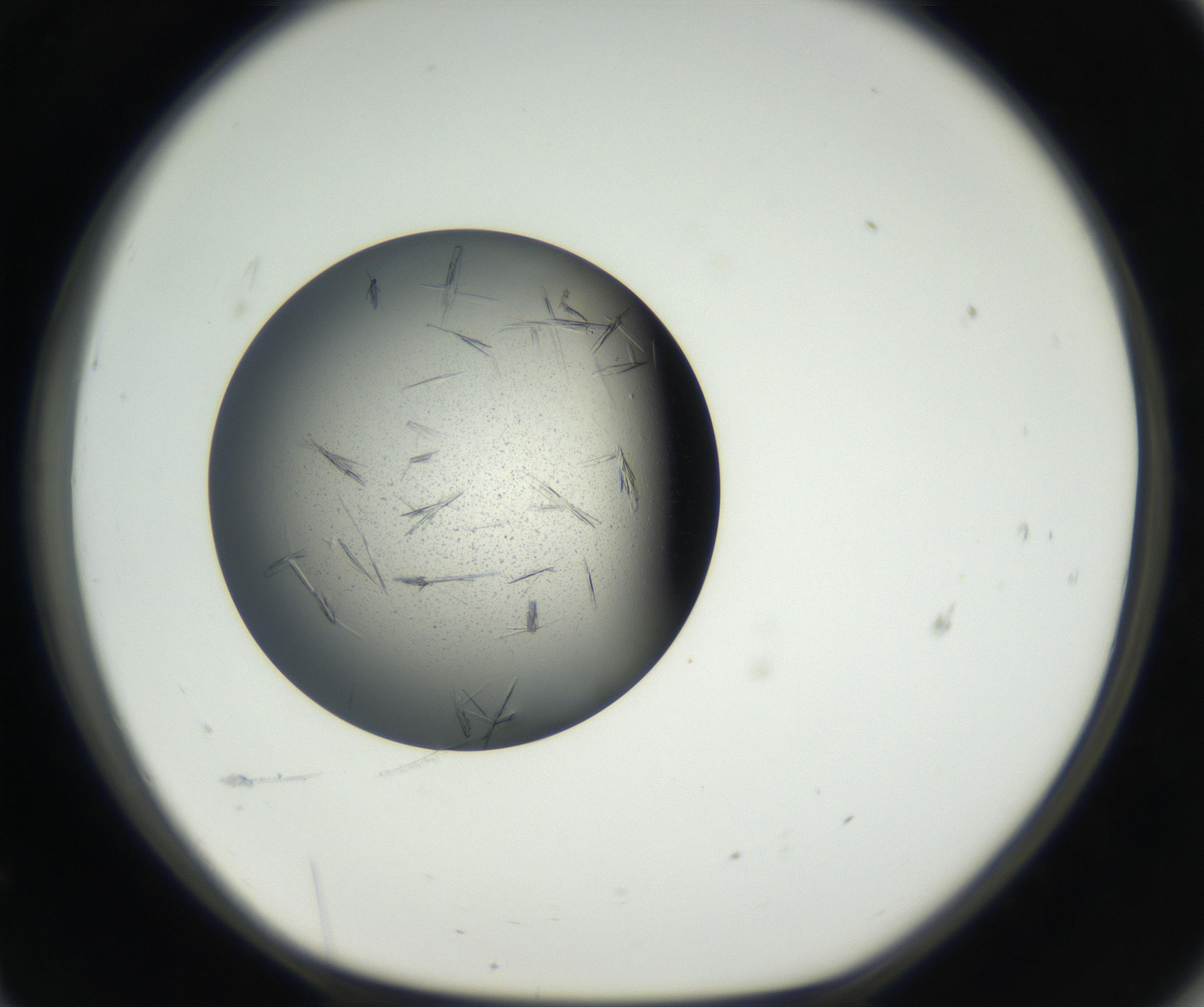 RI01_03_000_0212_Proj1_Clon1_MC_0000MC102609_006_160808_11_06_01_00_99_002_001_RAI.jpg