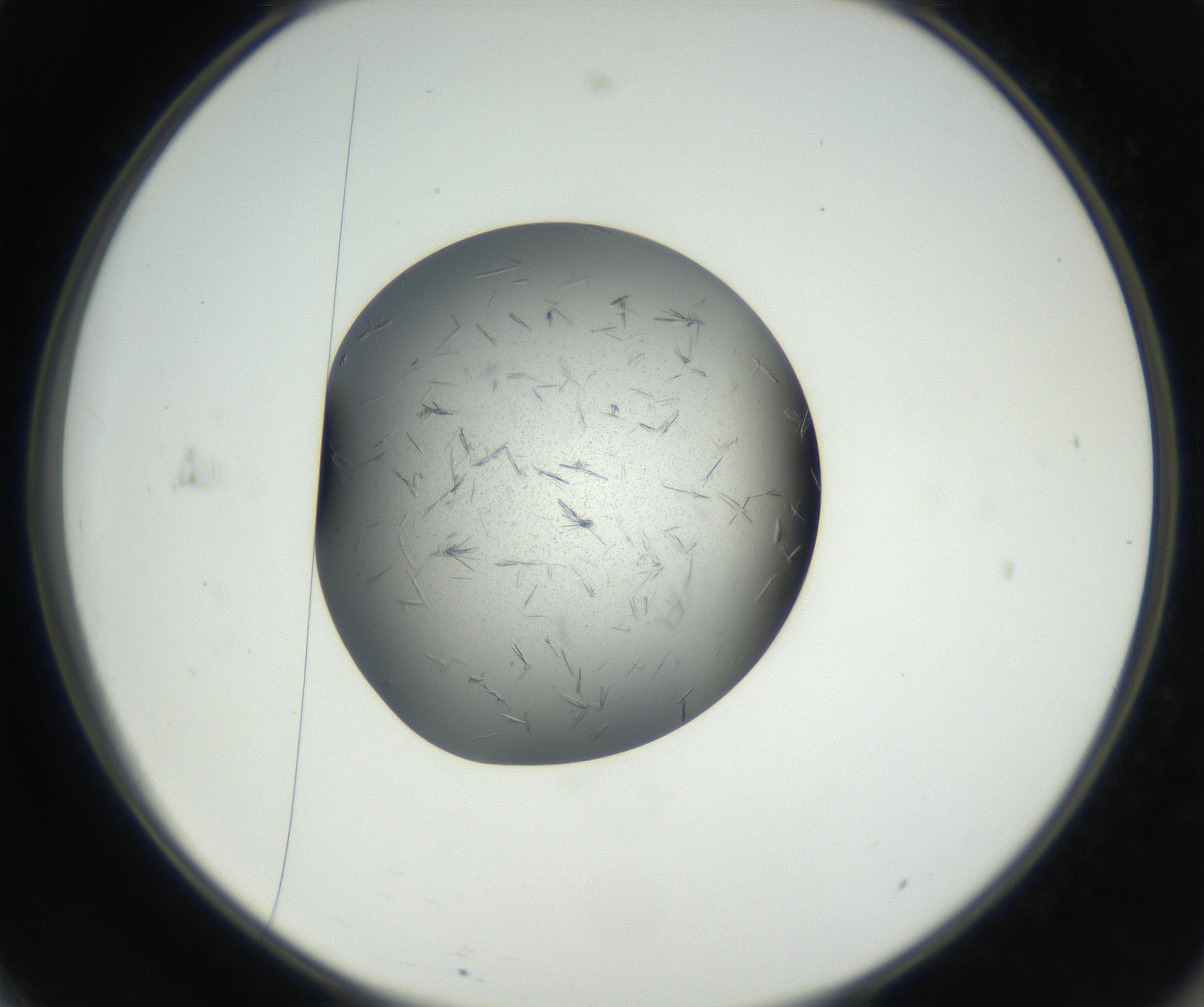RI01_03_000_0212_Proj1_Clon1_MC_0000MC102609_006_160808_11_06_02_00_99_002_001_RAI.jpg