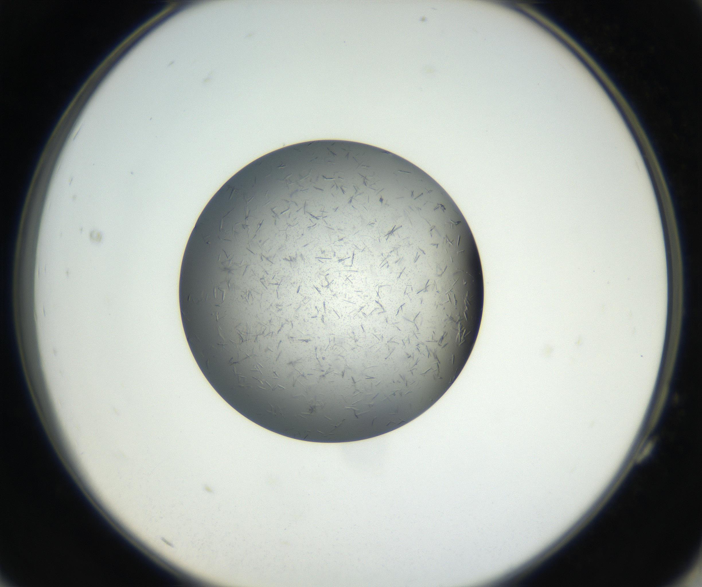 RI01_03_000_0212_Proj1_Clon1_MC_0000MC102609_006_160808_11_07_02_00_99_002_001_RAI.jpg