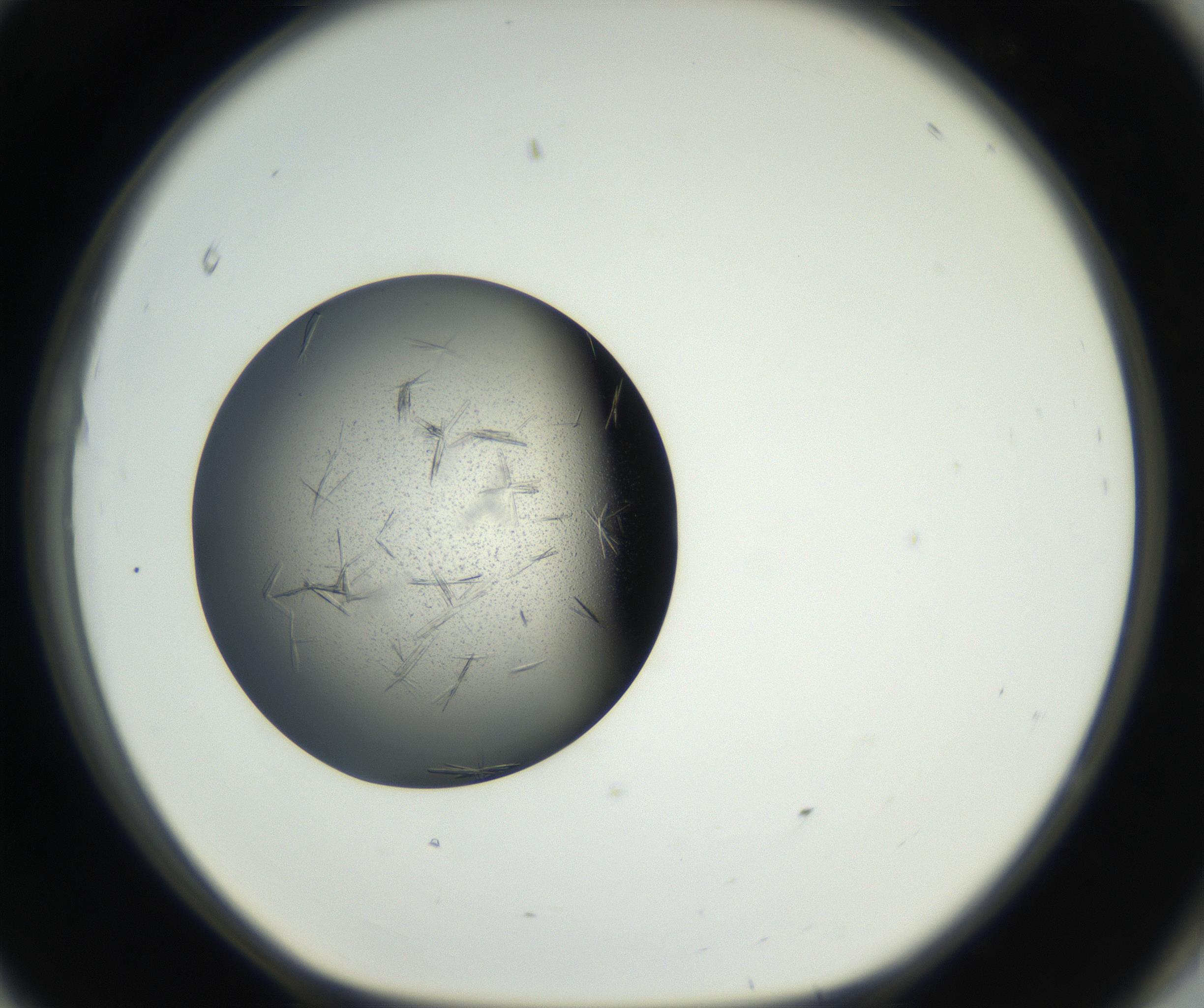 RI01_03_000_0212_Proj1_Clon1_MC_0000MC102609_006_160808_11_08_01_00_99_002_001_RAI.jpg