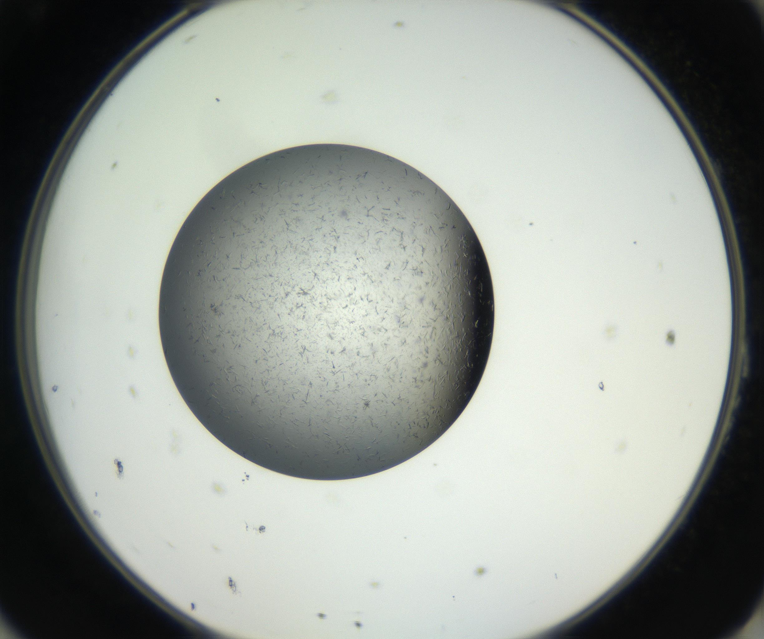 RI01_03_000_0212_Proj1_Clon1_MC_0000MC102609_006_160808_11_08_02_00_99_002_001_RAI.jpg