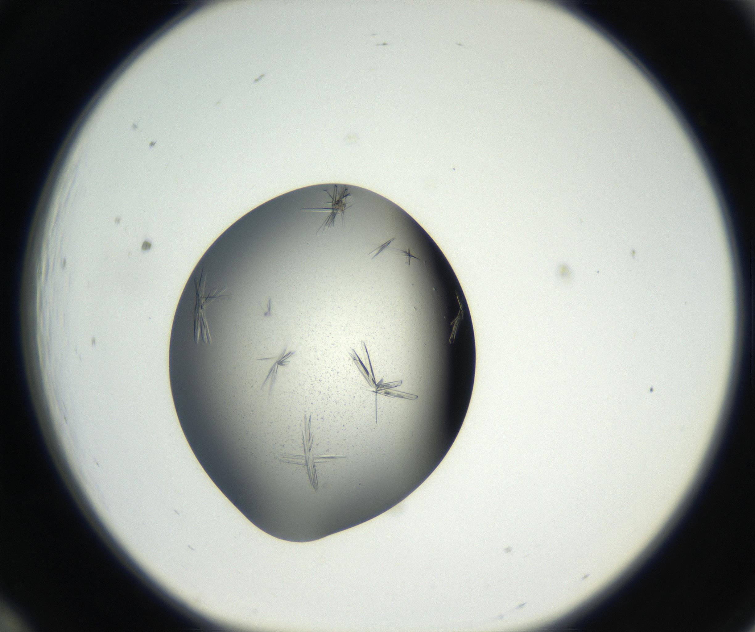RI01_03_000_0212_Proj1_Clon1_MC_0000MC102609_006_160808_12_01_01_00_99_002_001_RAI.jpg