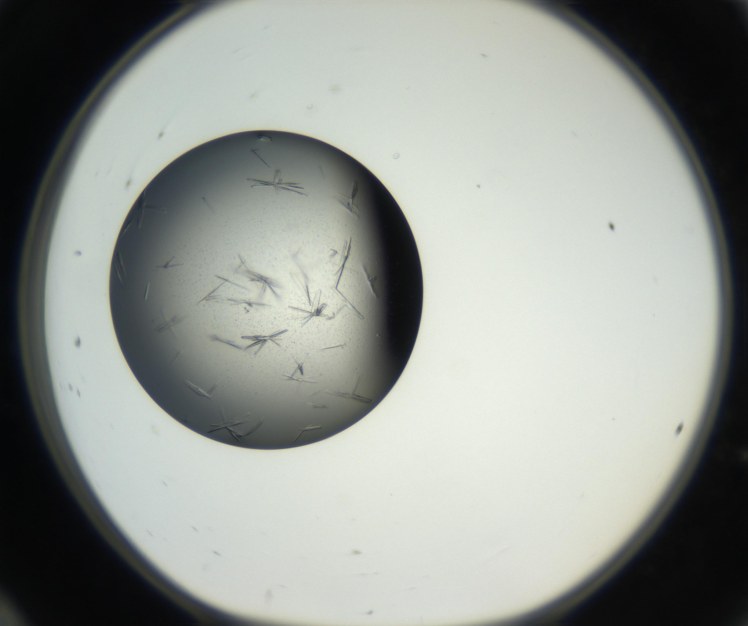 RI01_03_000_0212_Proj1_Clon1_MC_0000MC102609_006_160808_12_02_01_00_99_002_001_RAI.jpg