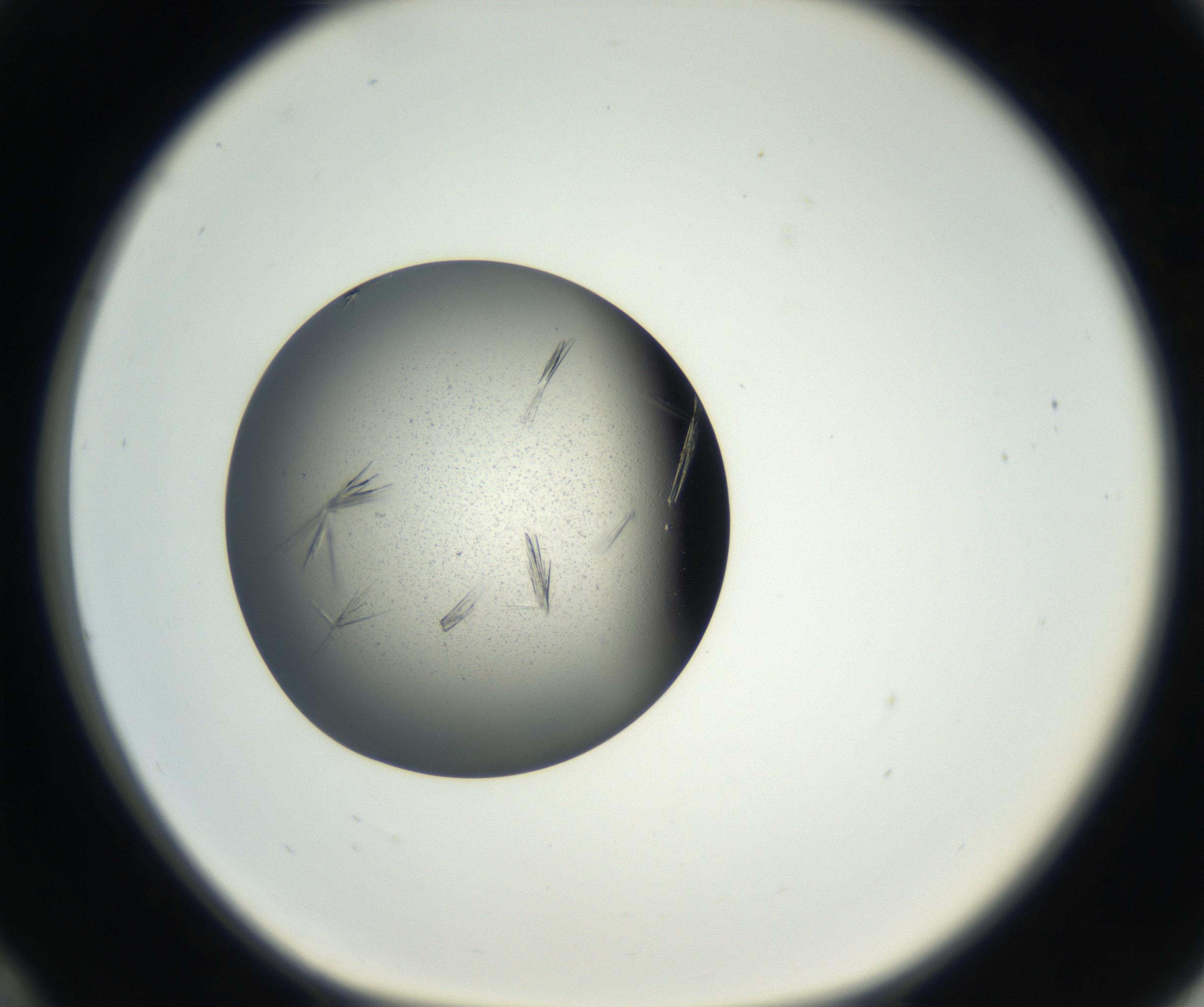 RI01_03_000_0212_Proj1_Clon1_MC_0000MC102609_006_160808_12_03_01_00_99_002_001_RAI.jpg