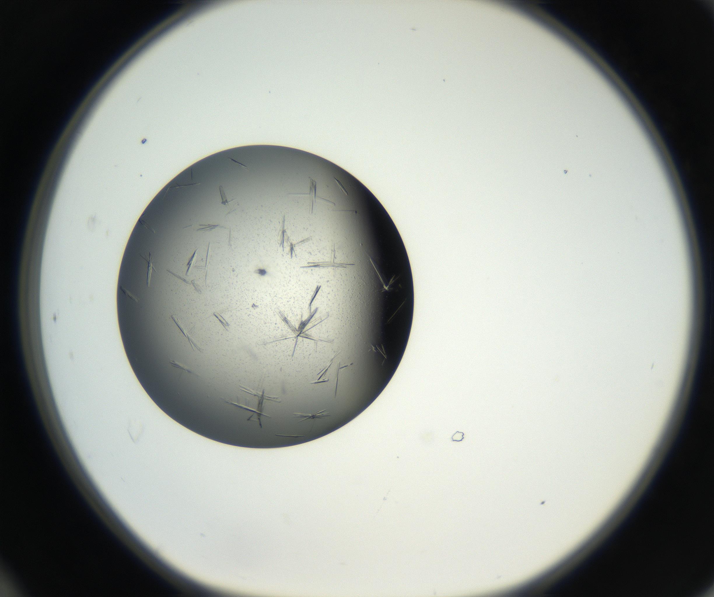 RI01_03_000_0212_Proj1_Clon1_MC_0000MC102609_006_160808_12_04_01_00_99_002_001_RAI.jpg
